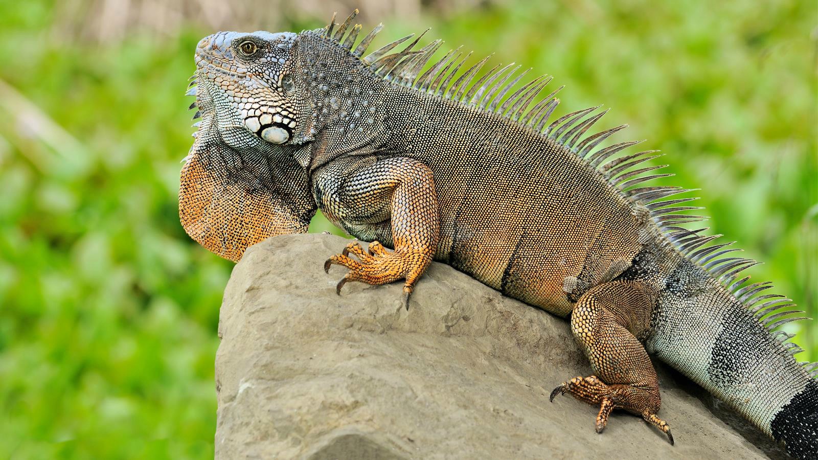 fondo de pantalla de iguana,reptil,iguana,iguana verde,lagartija,animal terrestre