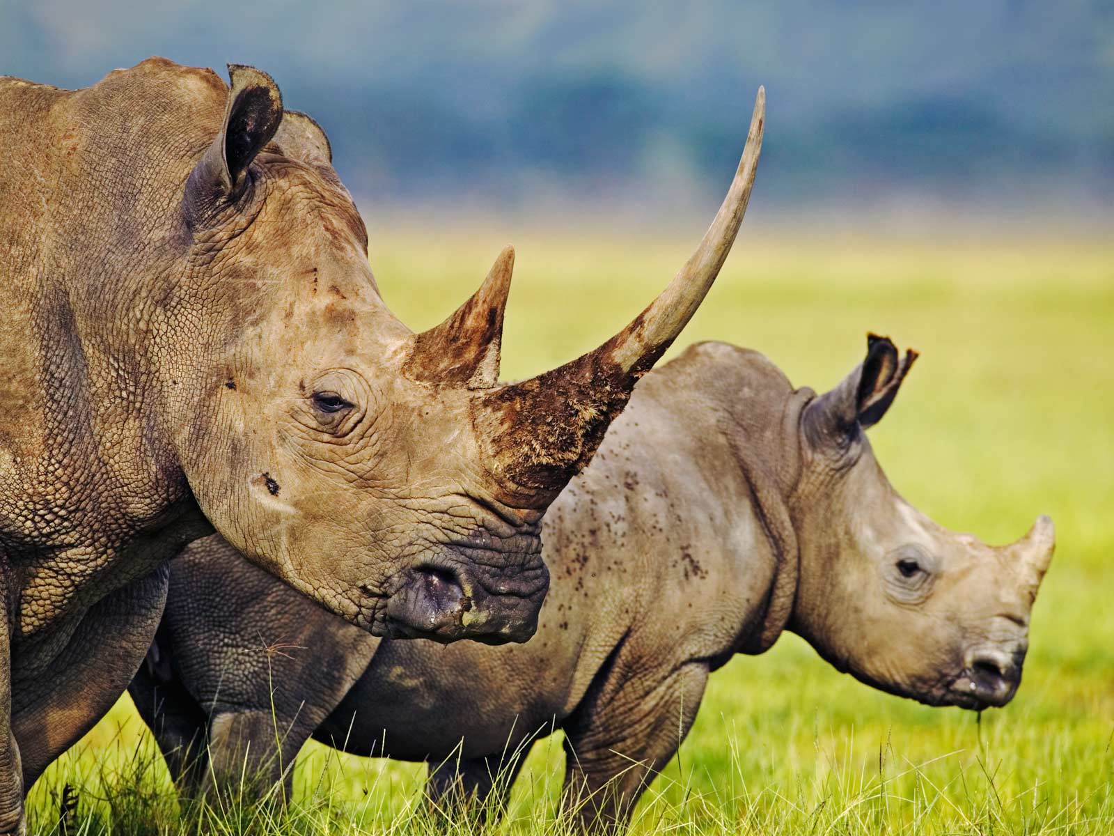 nashorn tapete,nashorn,landtier,tierwelt,horn,weißes nashorn