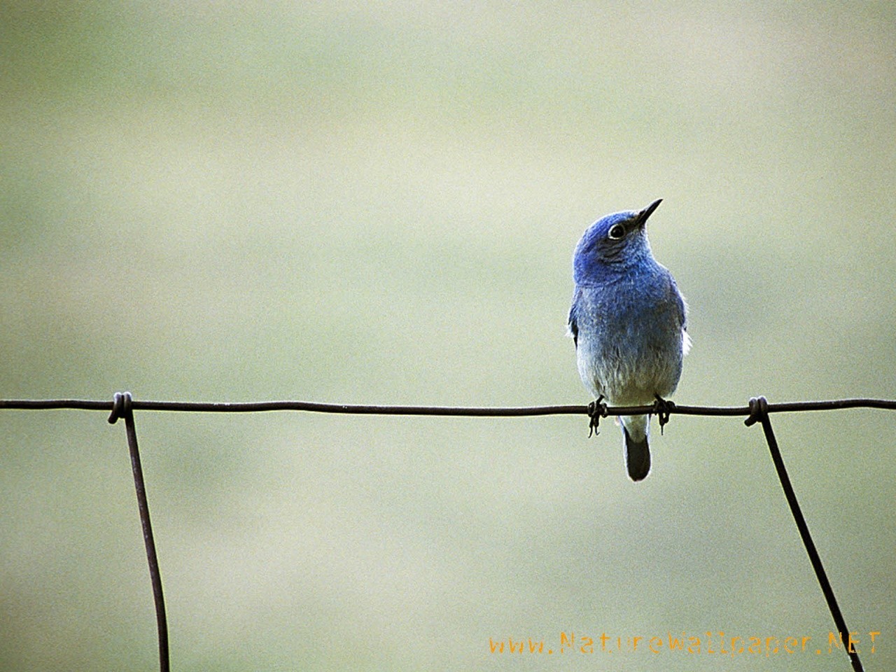 carta da parati uccello blu,uccello,bluebird di montagna,blu,bluebird,cielo