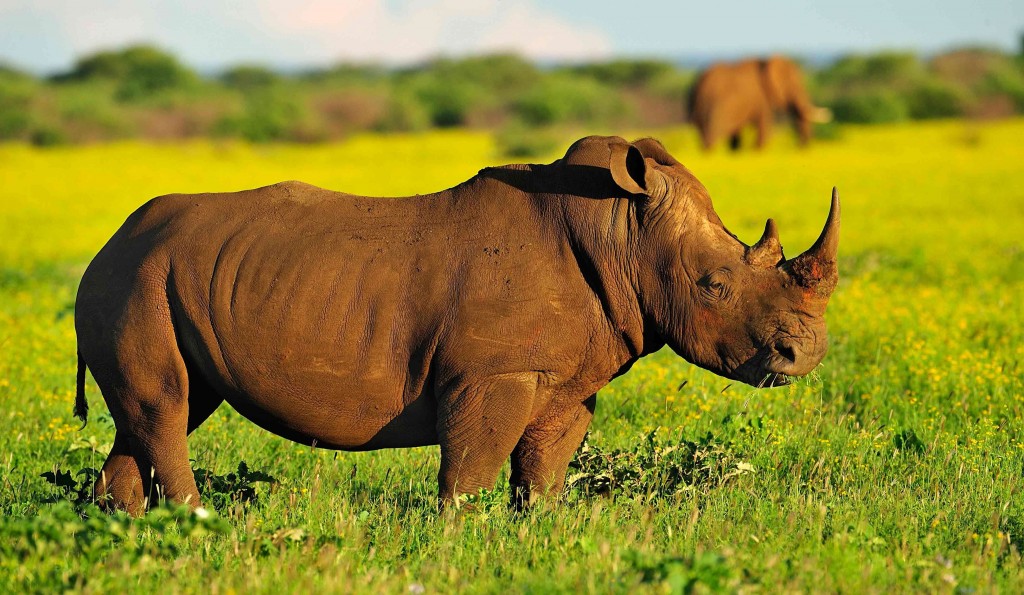 fond d'écran rhinocéros,rhinocéros,animal terrestre,faune,rhinocéros blanc,rhinocéros noir