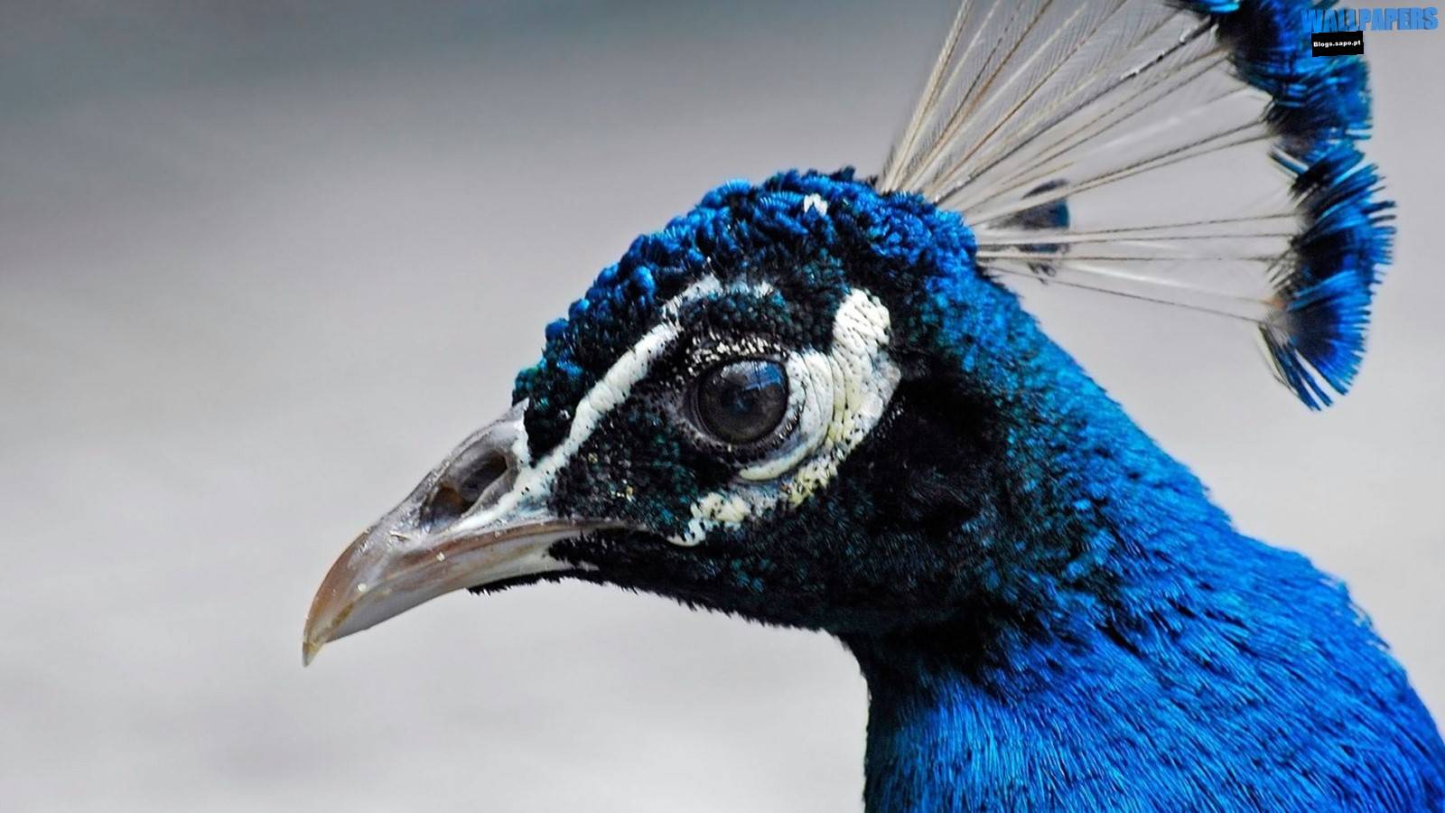 blaue vogeltapete,pfau,vogel,blau,feder,nahansicht