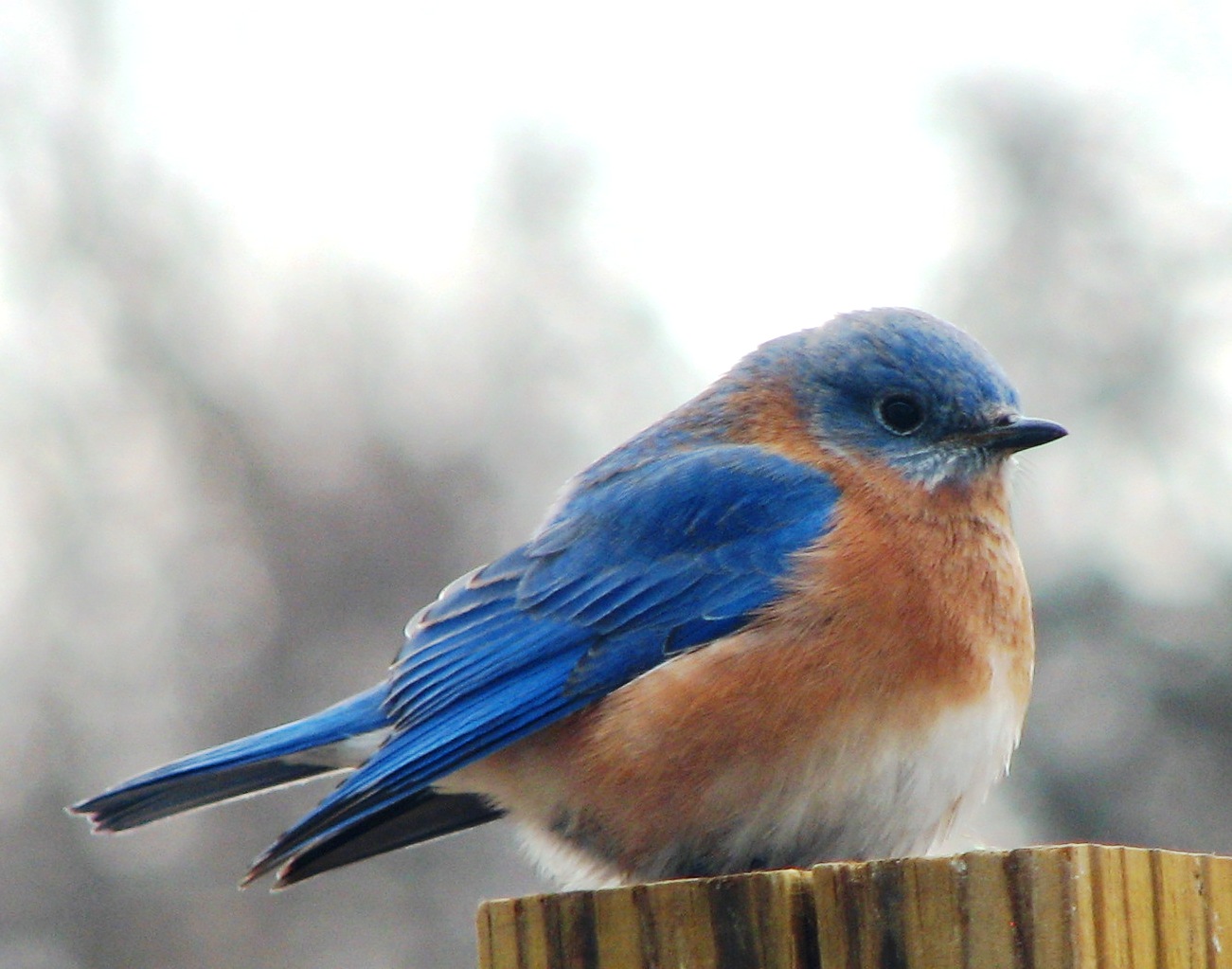 blue bird wallpaper,bird,vertebrate,eastern bluebird,bluebird,beak