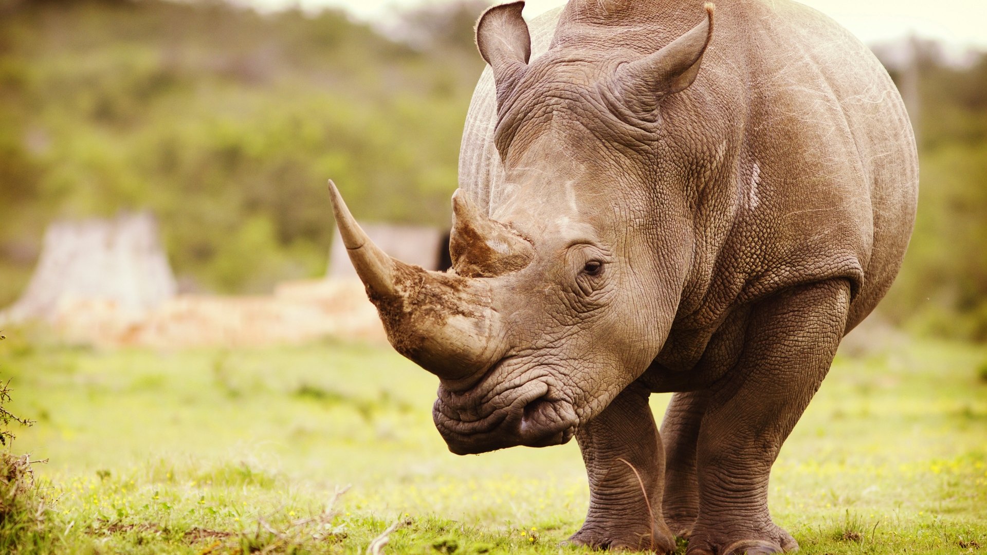 rhino wallpaper,rhinoceros,terrestrial animal,mammal,vertebrate,white rhinoceros