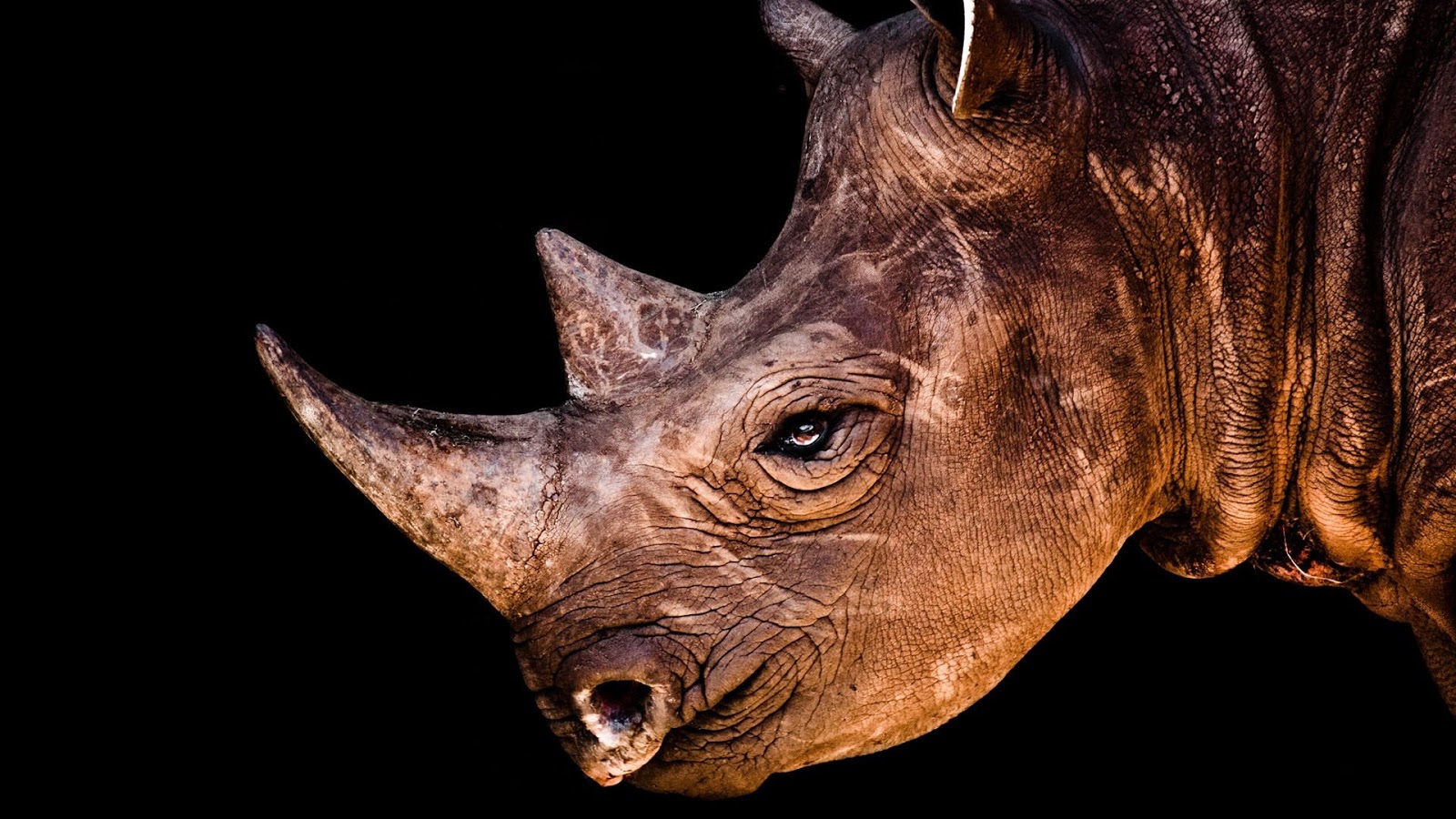 fondo de pantalla de rinoceronte,rinoceronte,rinoceronte negro,cuerno,rinoceronte blanco,hocico