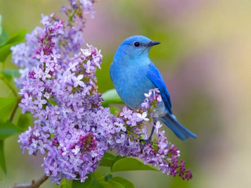 blaue vogeltapete,vogel,bergdrossel,blau,drossel,lila