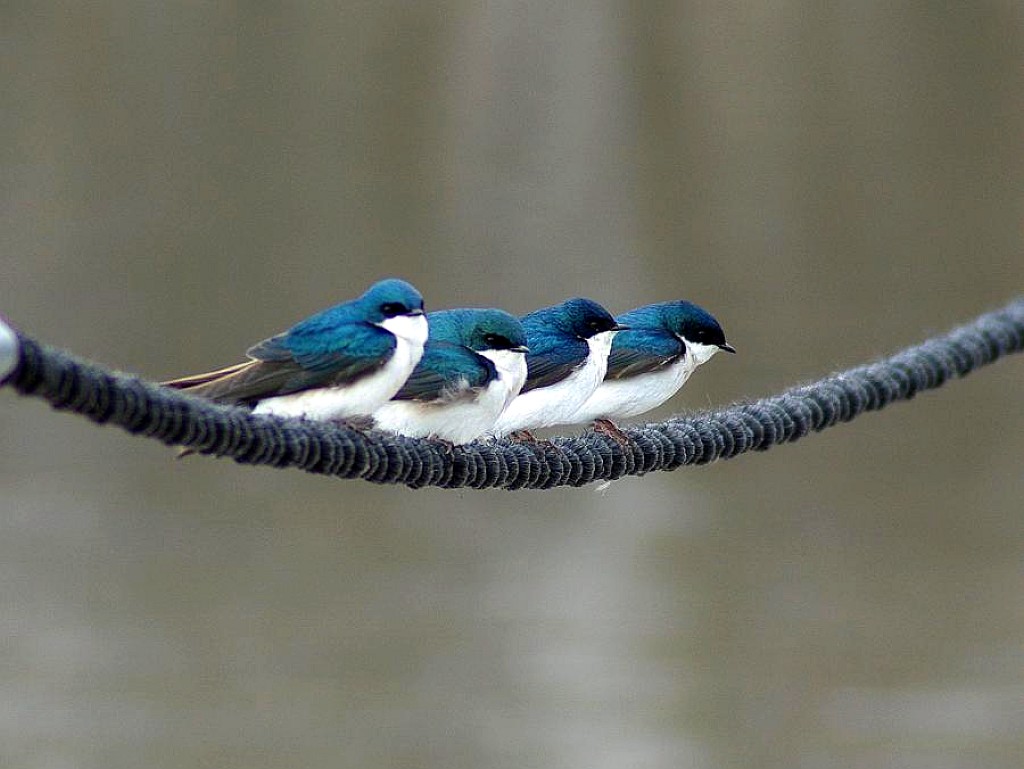blue bird wallpaper,bird,beak,swallow,tail,perching bird