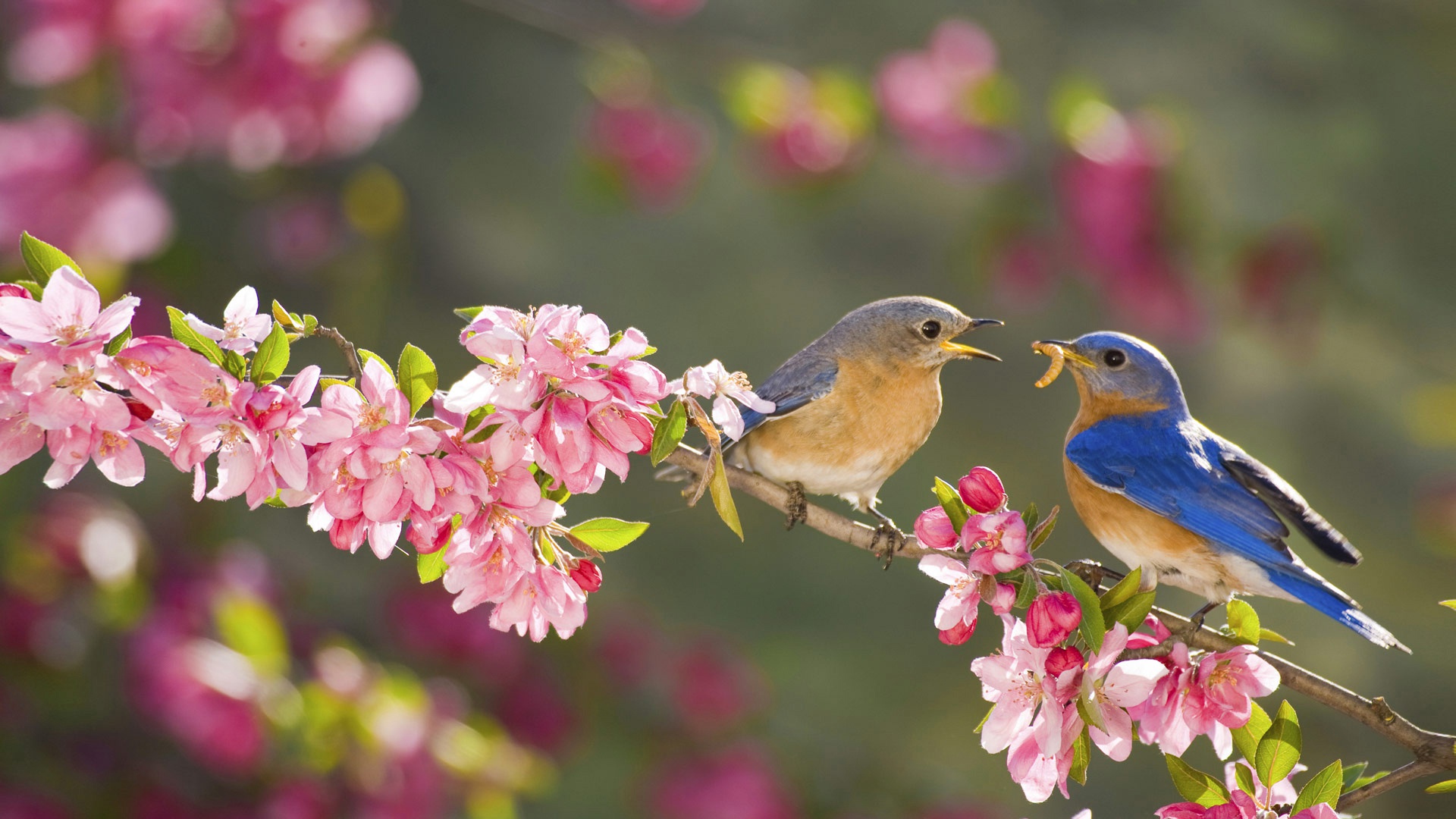 青い鳥の壁紙,鳥,花,春,花,工場