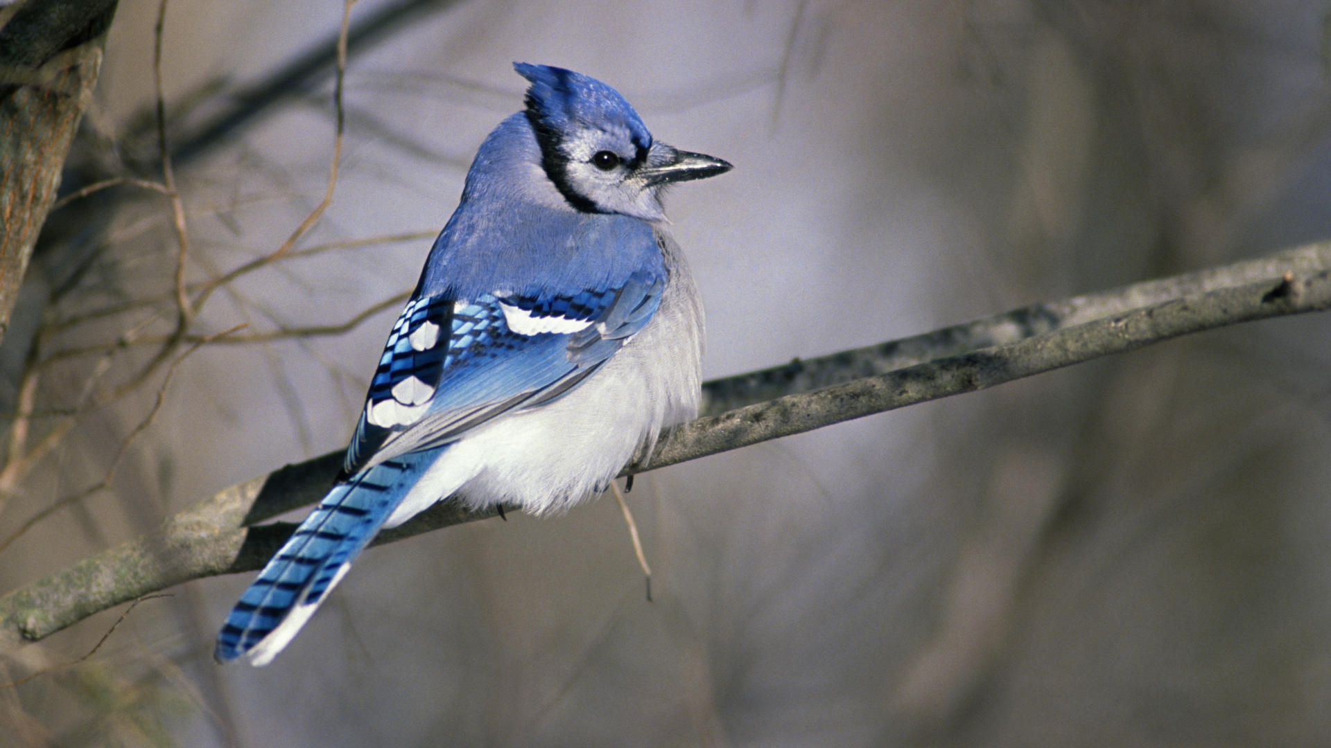 carta da parati uccello blu,uccello,blue jay,ghiandaia,uccello appollaiato,uccello canoro