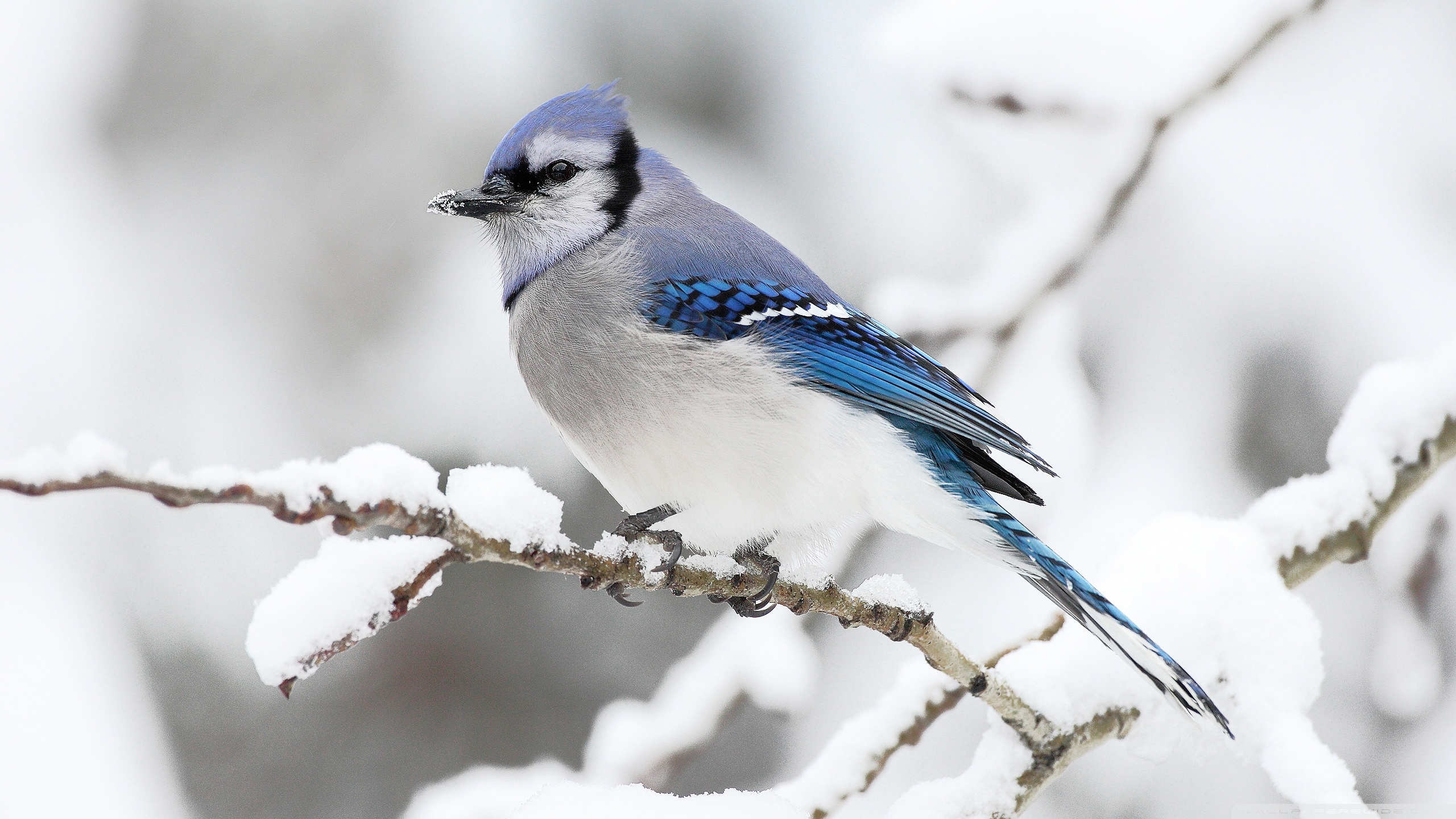 blue bird wallpaper,bird,blue jay,vertebrate,beak,jay