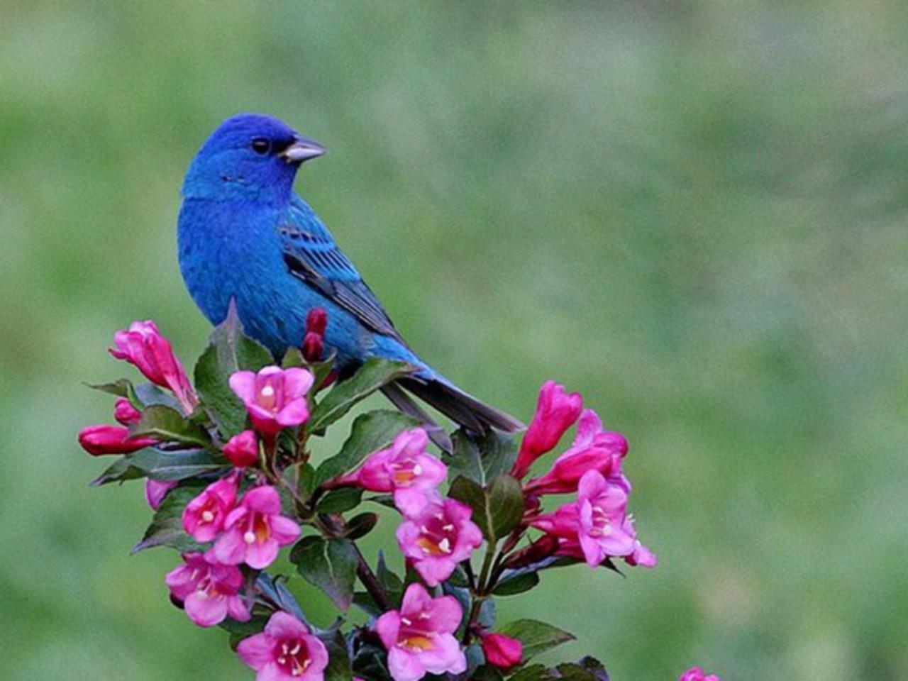 blue bird wallpaper,bird,indigo bunting,flower,plant,beak