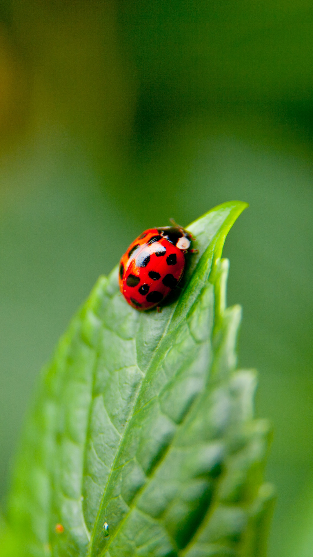 bug wallpaper,ladybug,insect,macro photography,beetle,close up