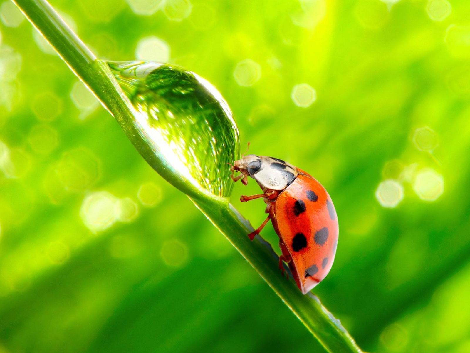 bug wallpaper,ladybug,insect,macro photography,green,beetle