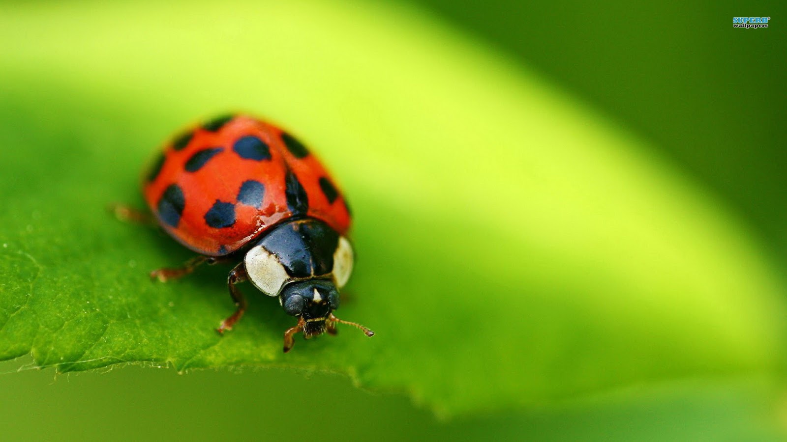 bug wallpaper,insect,ladybug,macro photography,beetle,invertebrate