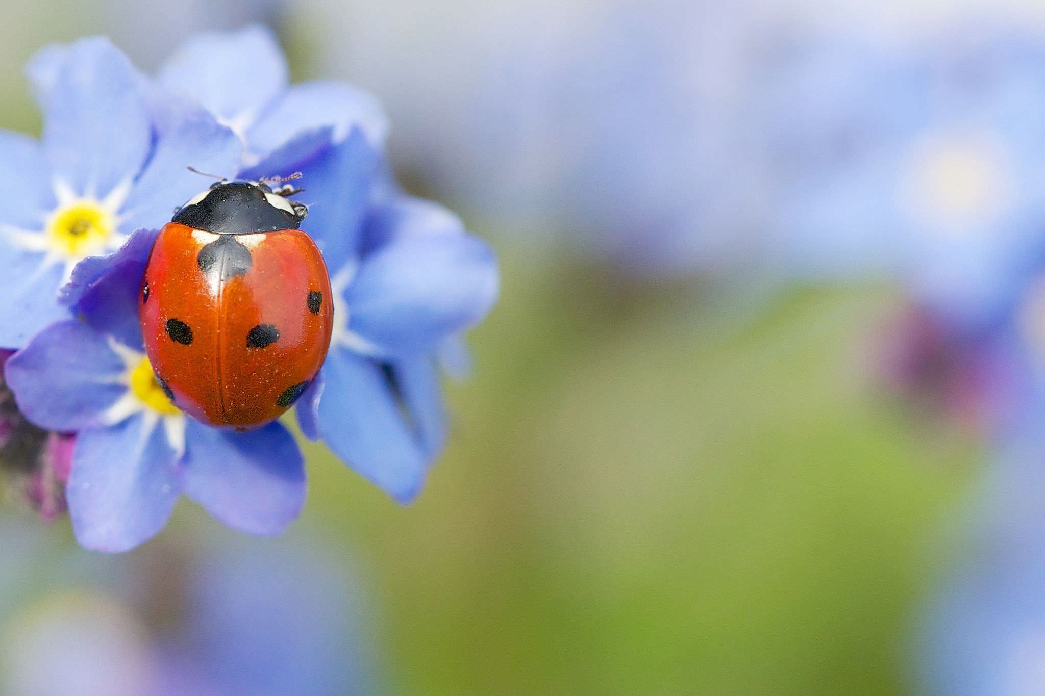 fondo de pantalla de error,mariquita,insecto,fotografía macro,azul,escarabajo