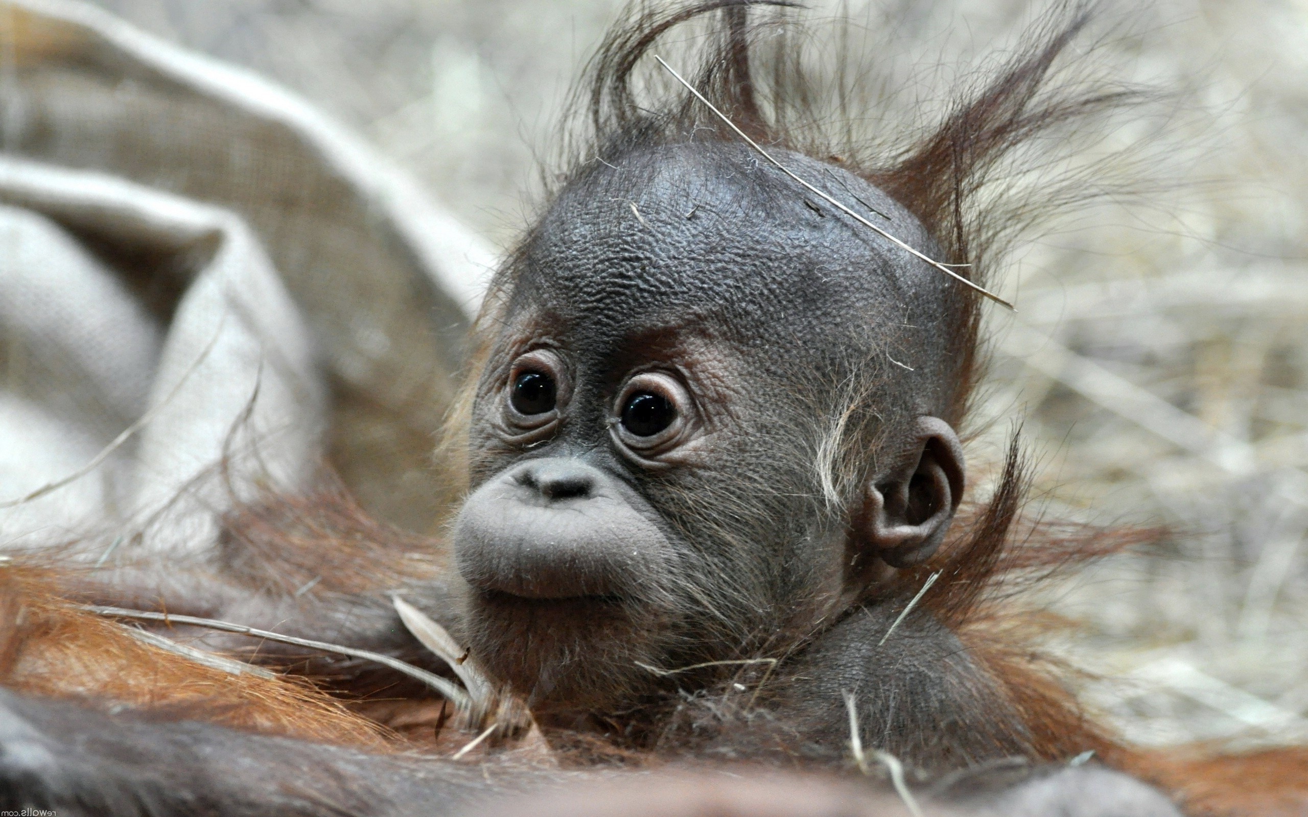 fond d'écran de singe cool,orang outan,primate,museau,zoo,animal terrestre