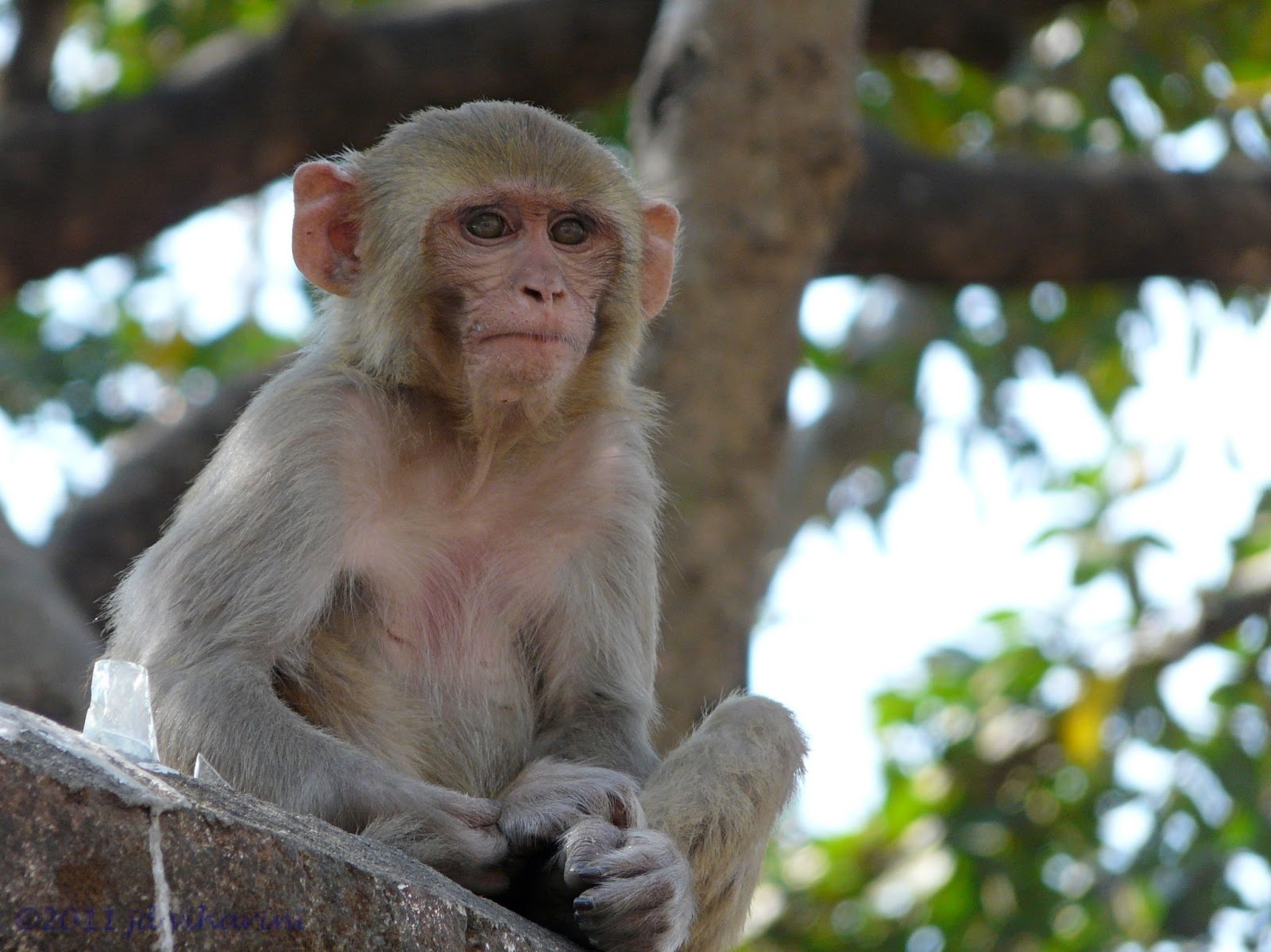 fond d'écran de singe cool,macaque,macaque rhésus,primate,capucin à front blanc,faune