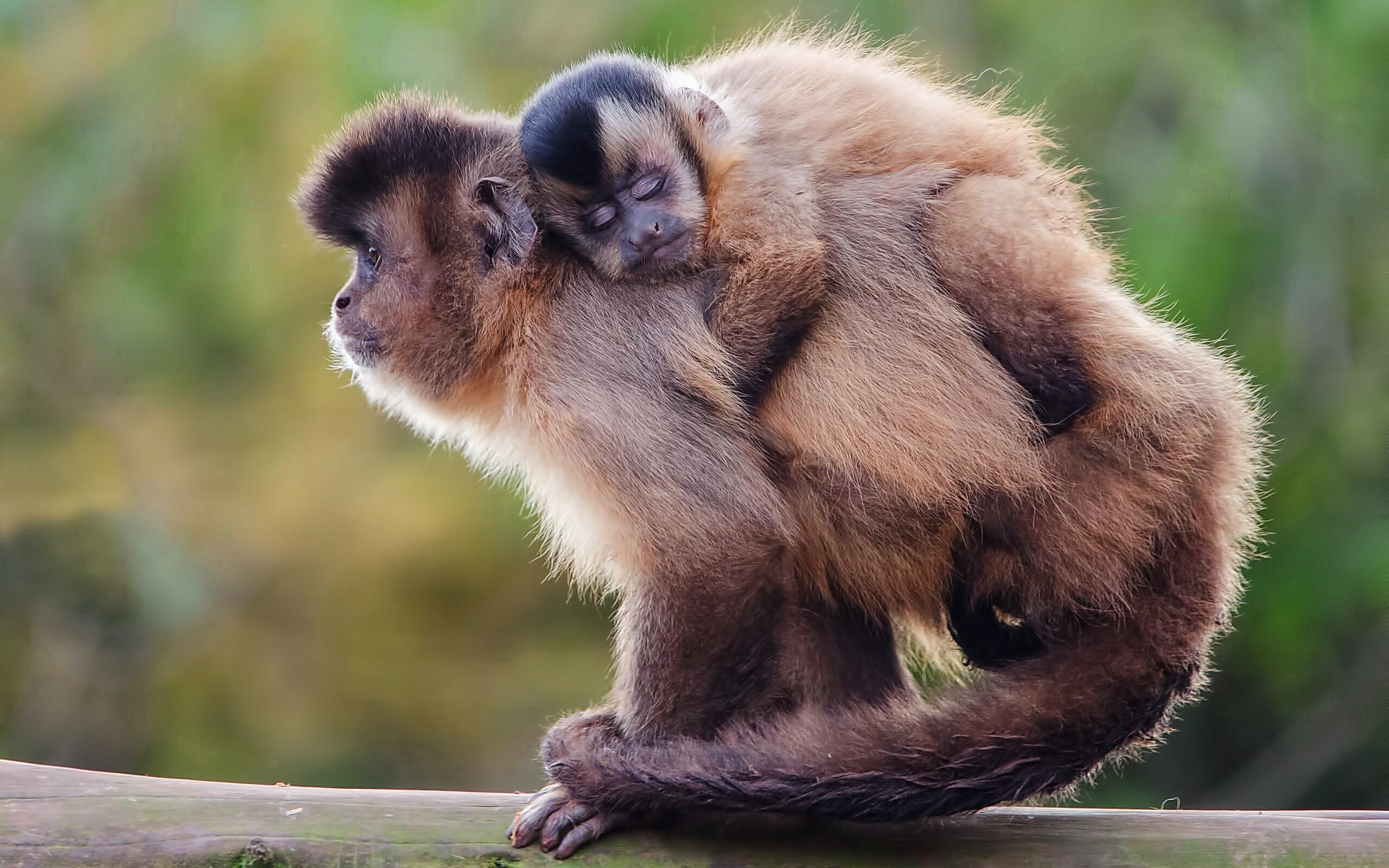 coole affentapete,primas,makaken,getuftete kapuziner,tierwelt