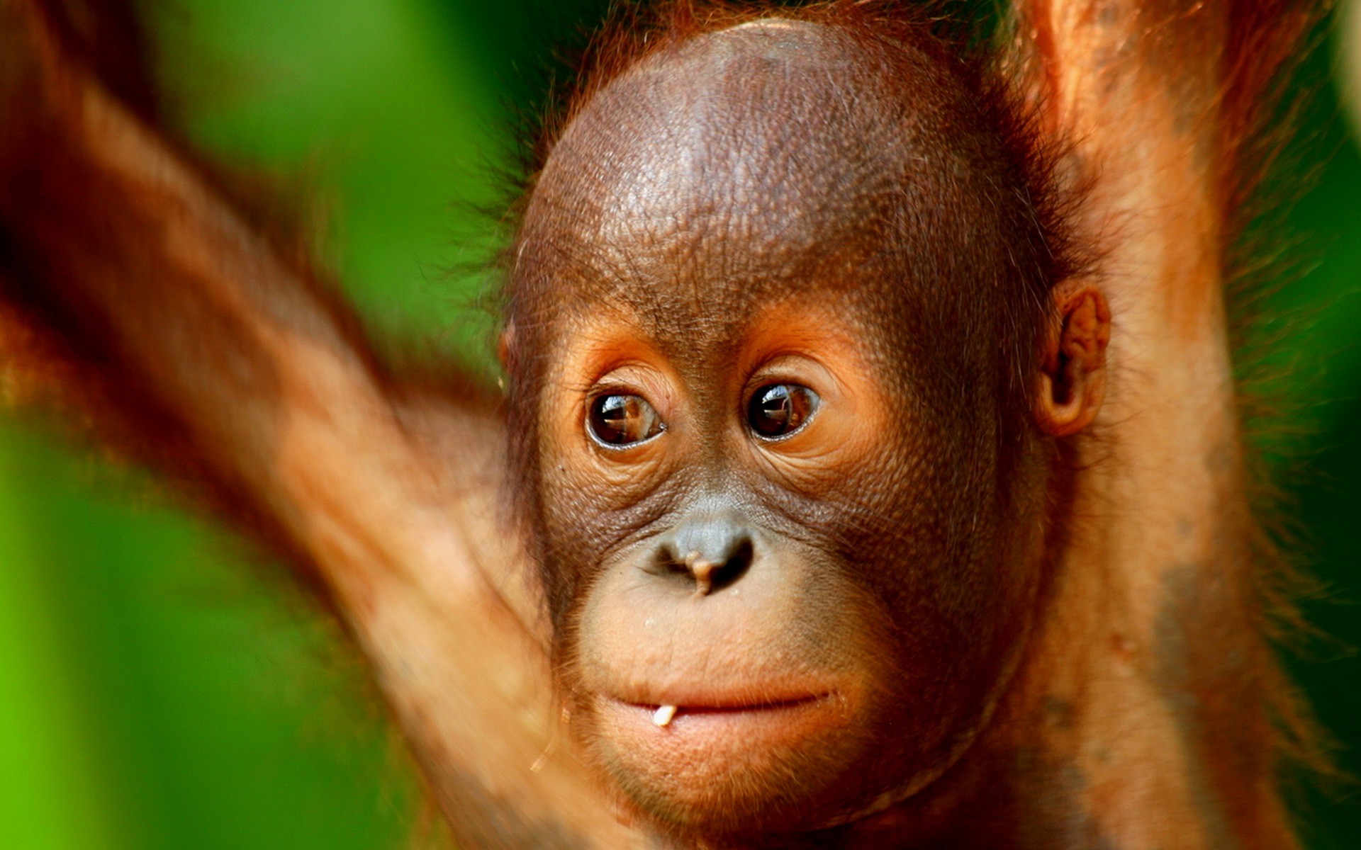 cool monkey wallpaper,orangutan,vertebrate,mammal,primate,skin