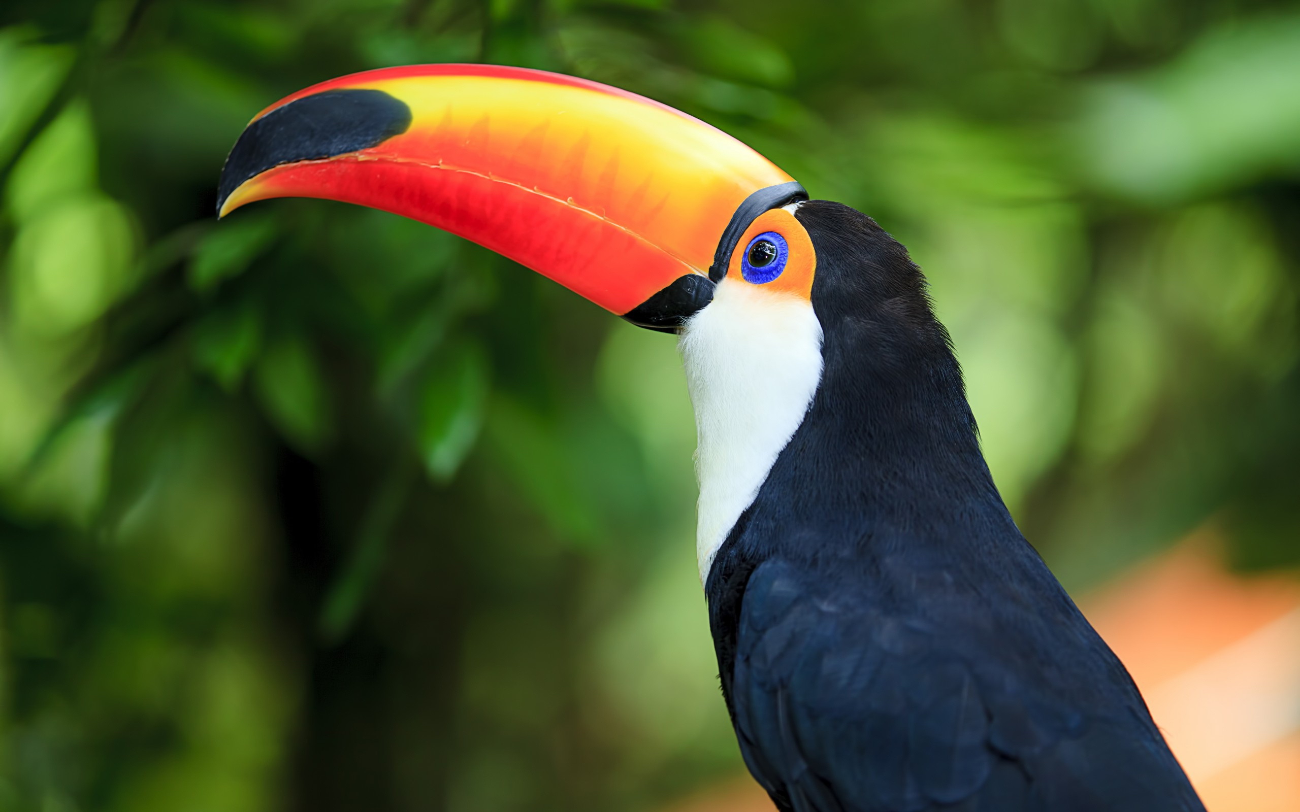 fond d'écran toucan,toucan,oiseau,piciformes,calao,faune