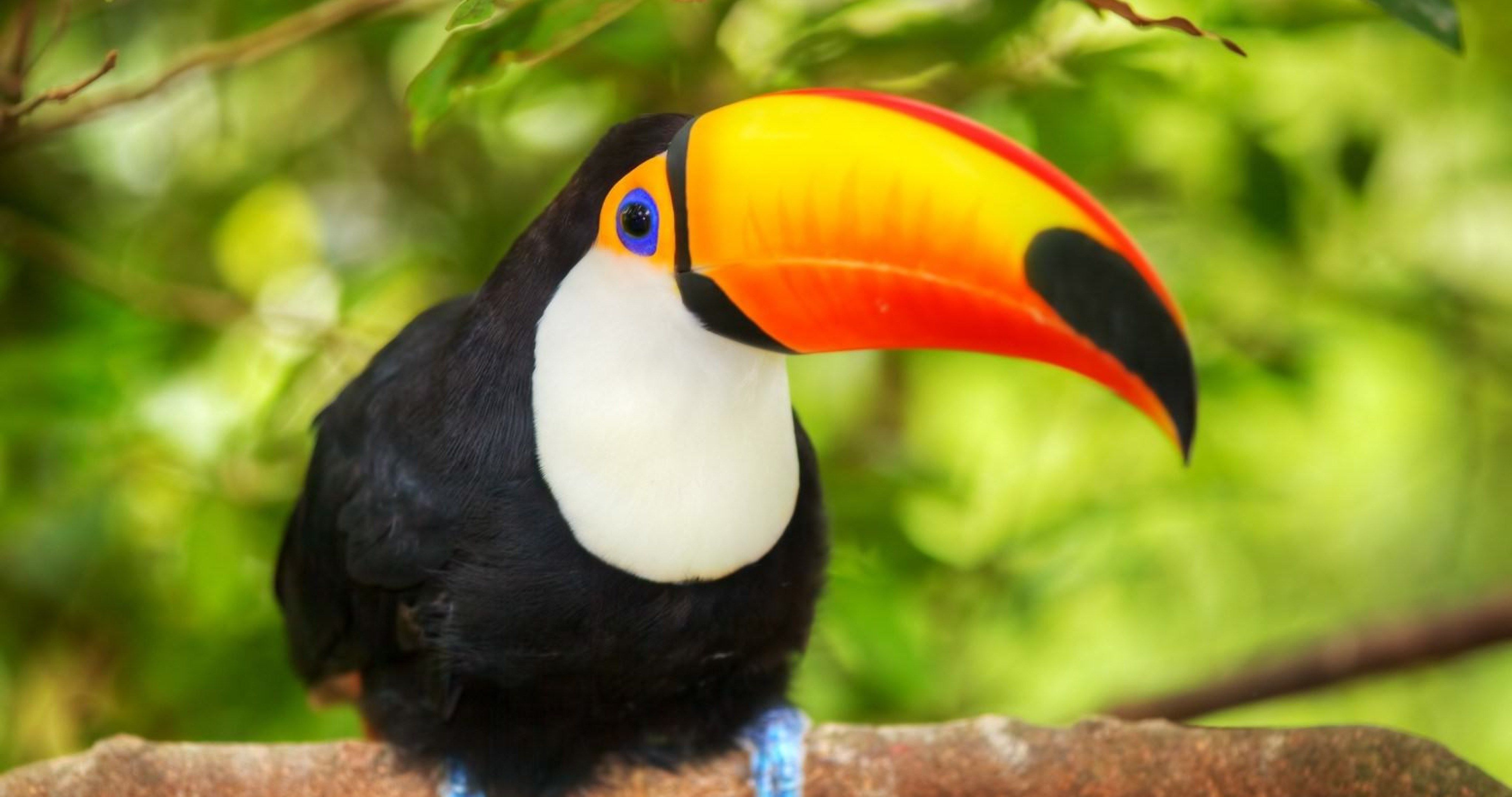 papel tapiz tucán,tucán,pájaro,cálao,piciformes,fauna silvestre