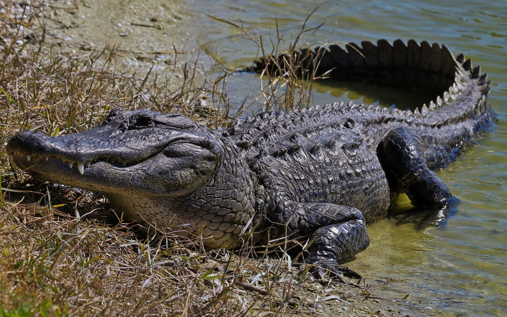 alligator wallpaper,crocodilia,alligator,reptile,crocodile,saltwater crocodile