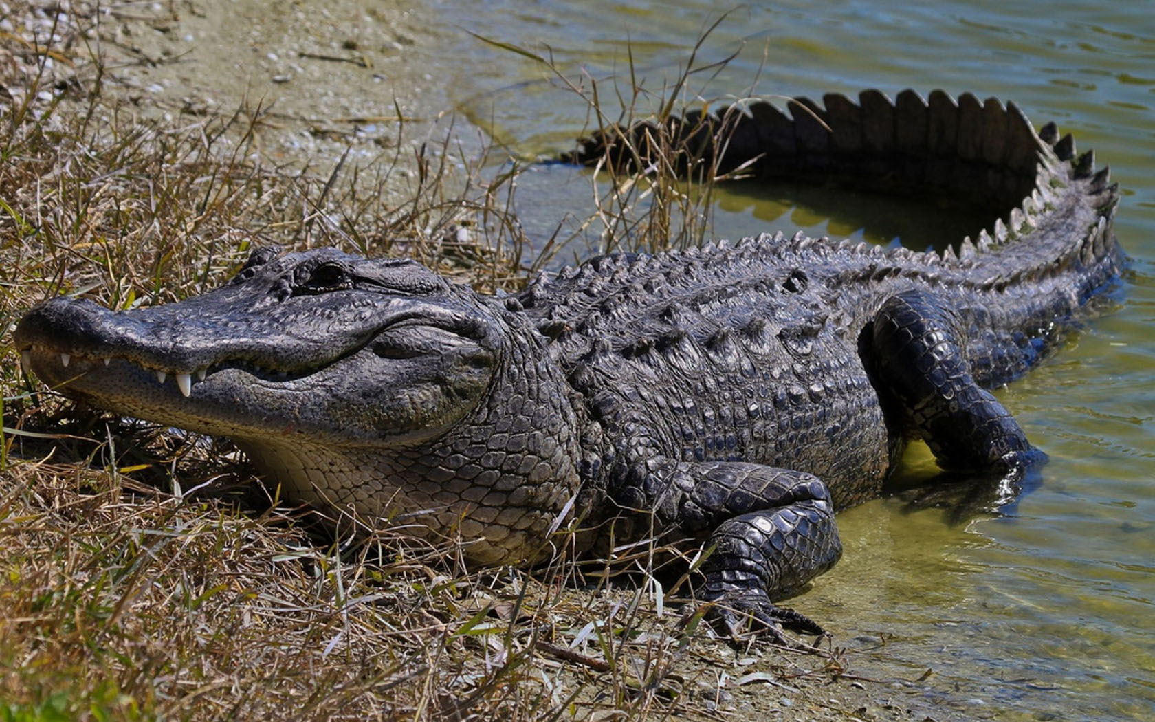 carta da parati a coccodrillo,alligatore,rettile,coccodrillo,coccodrillo d'acqua salata,alligatore americano