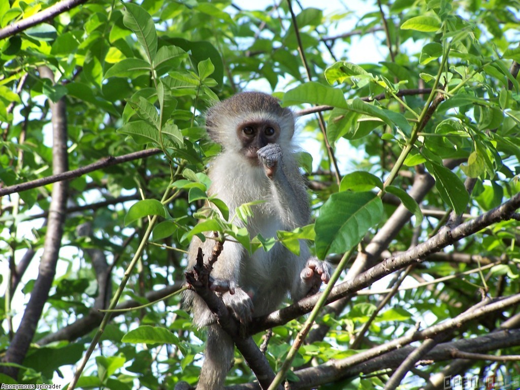 carta da parati scimmia per pareti,primate,macaco,natura,guenon,pianta