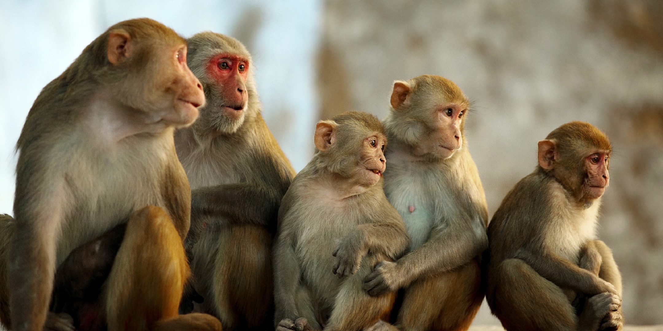 monkey wallpaper for walls,vertebrate,rhesus macaque,mammal,macaque,primate