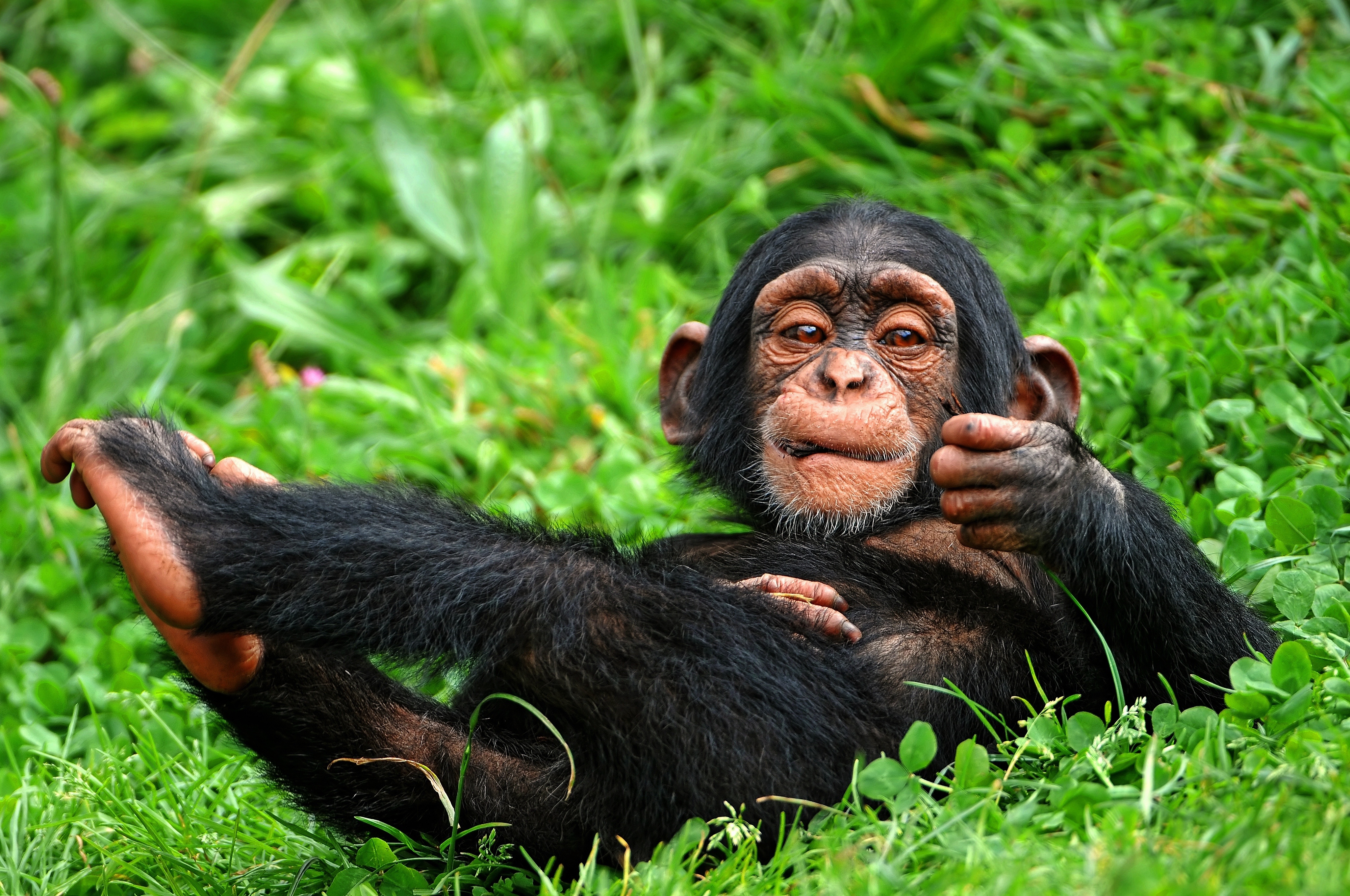 affentapete für wände,gewöhnlicher schimpanse,primas,landtier,gras,orang utan