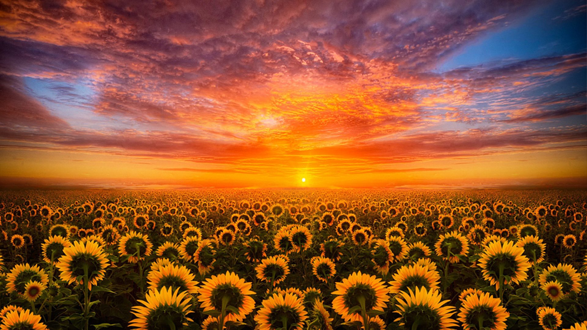 sunset desktop wallpaper,sunflower,sky,nature,flower,sunflower