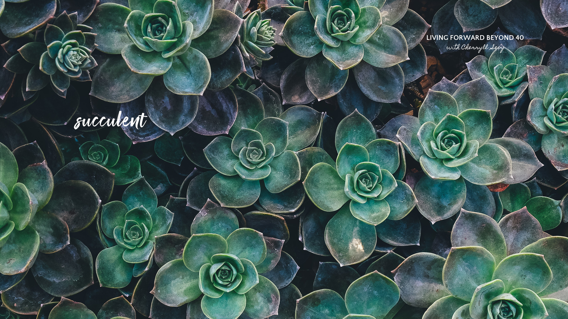 sfondo del desktop succulento,verde,fiore,echeveria,pianta,foglia