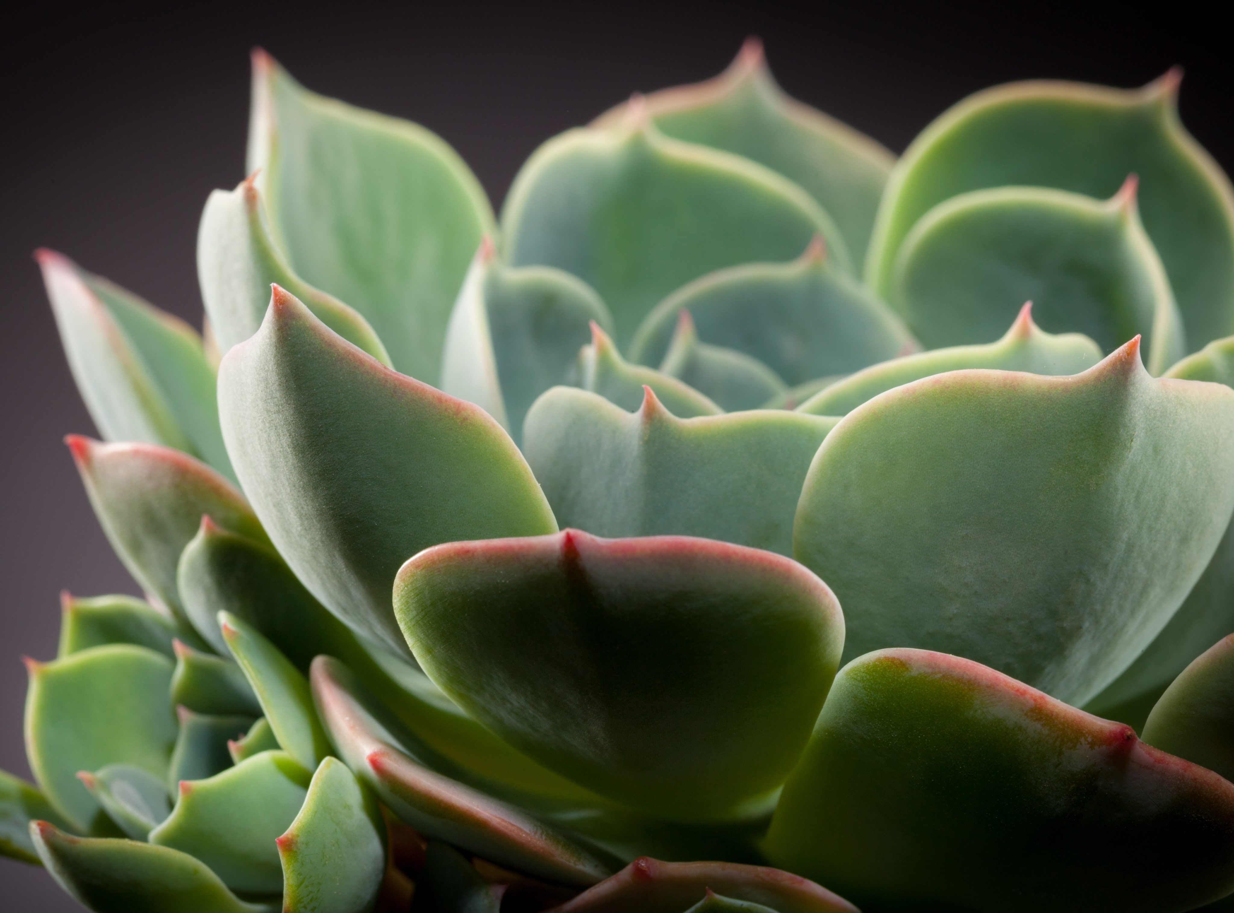 saftiges desktop hintergrundbild,blume,grün,echeveria,pflanze,blatt