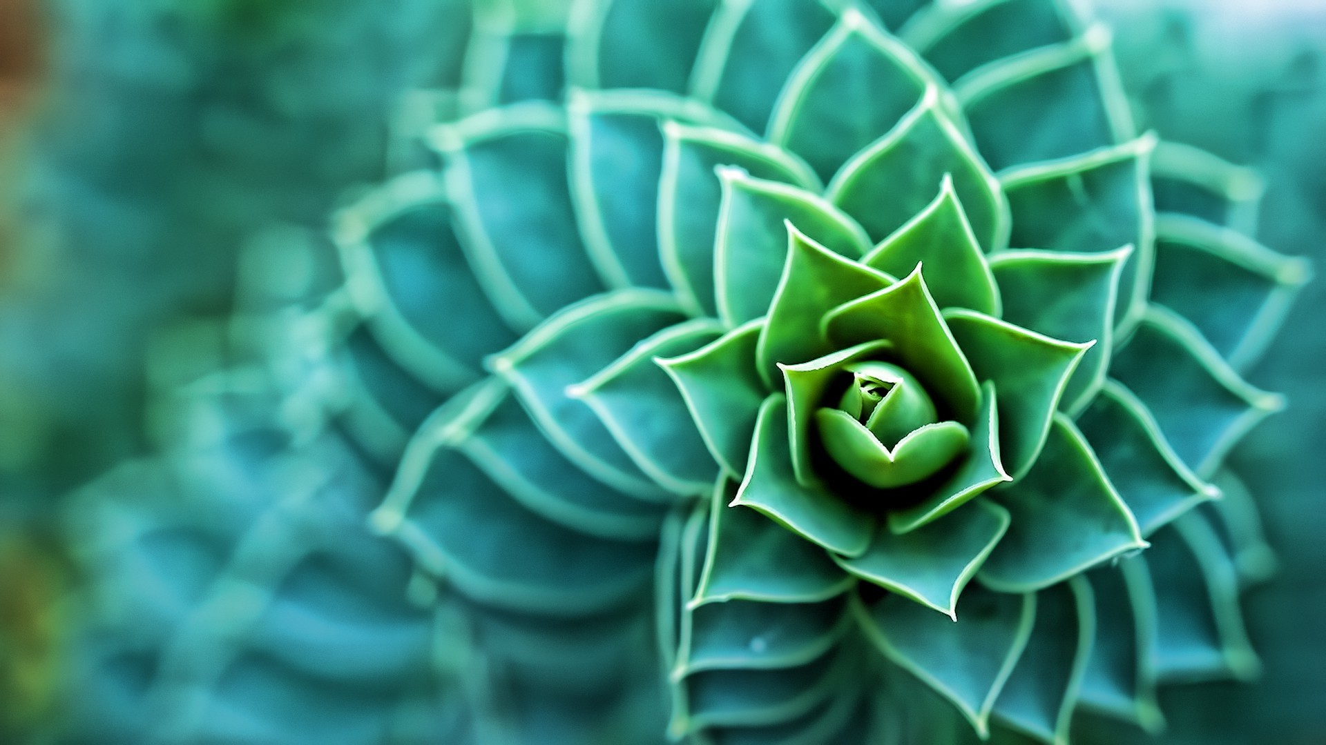 sfondo del desktop succulento,verde,foglia,pianta,fiore,avvicinamento