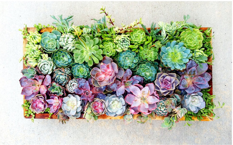 succulent desktop wallpaper,flower,bouquet,plant,floristry,cut flowers