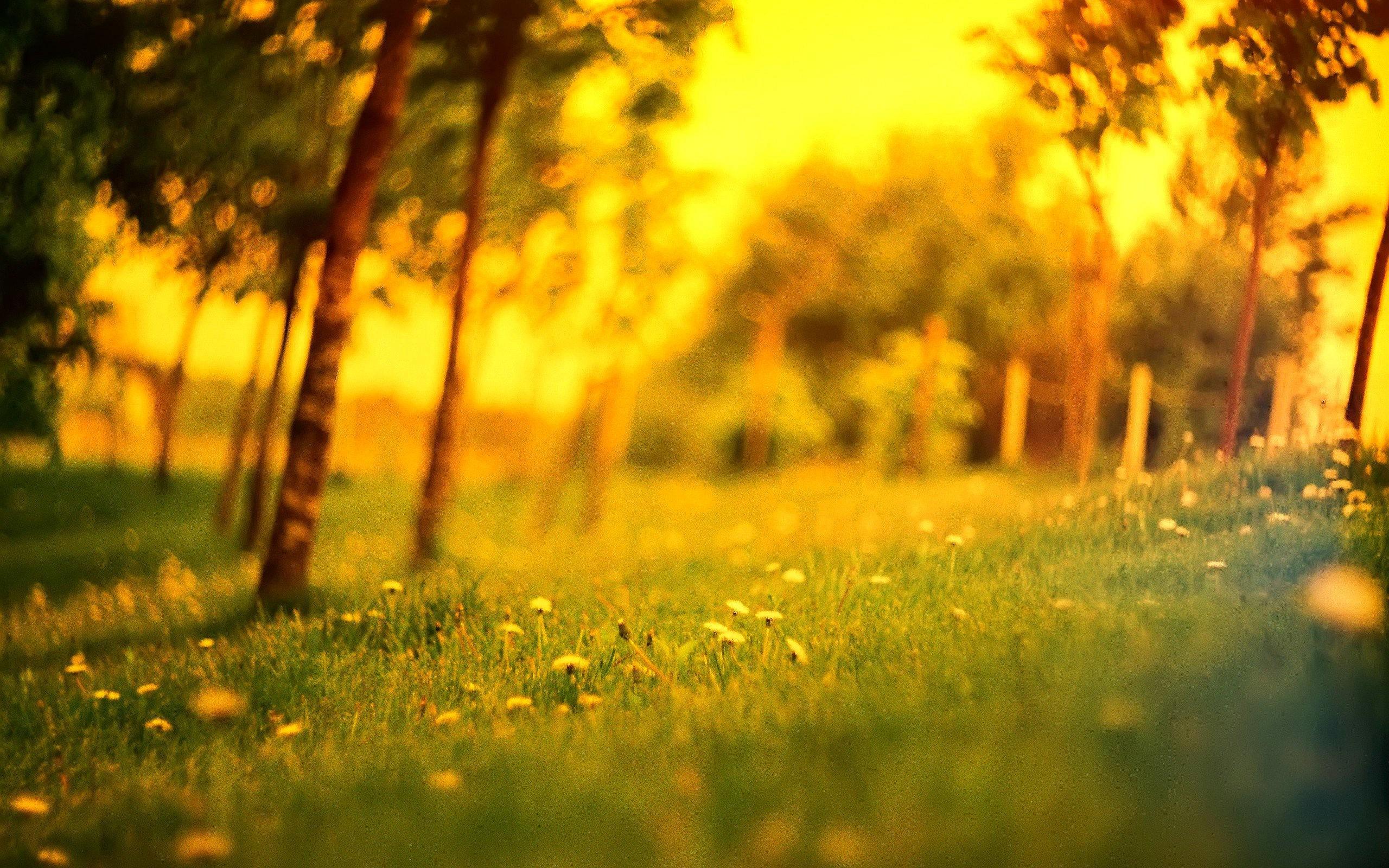 hintergrundbildbearbeitung,natur,natürliche landschaft,grün,baum,gras