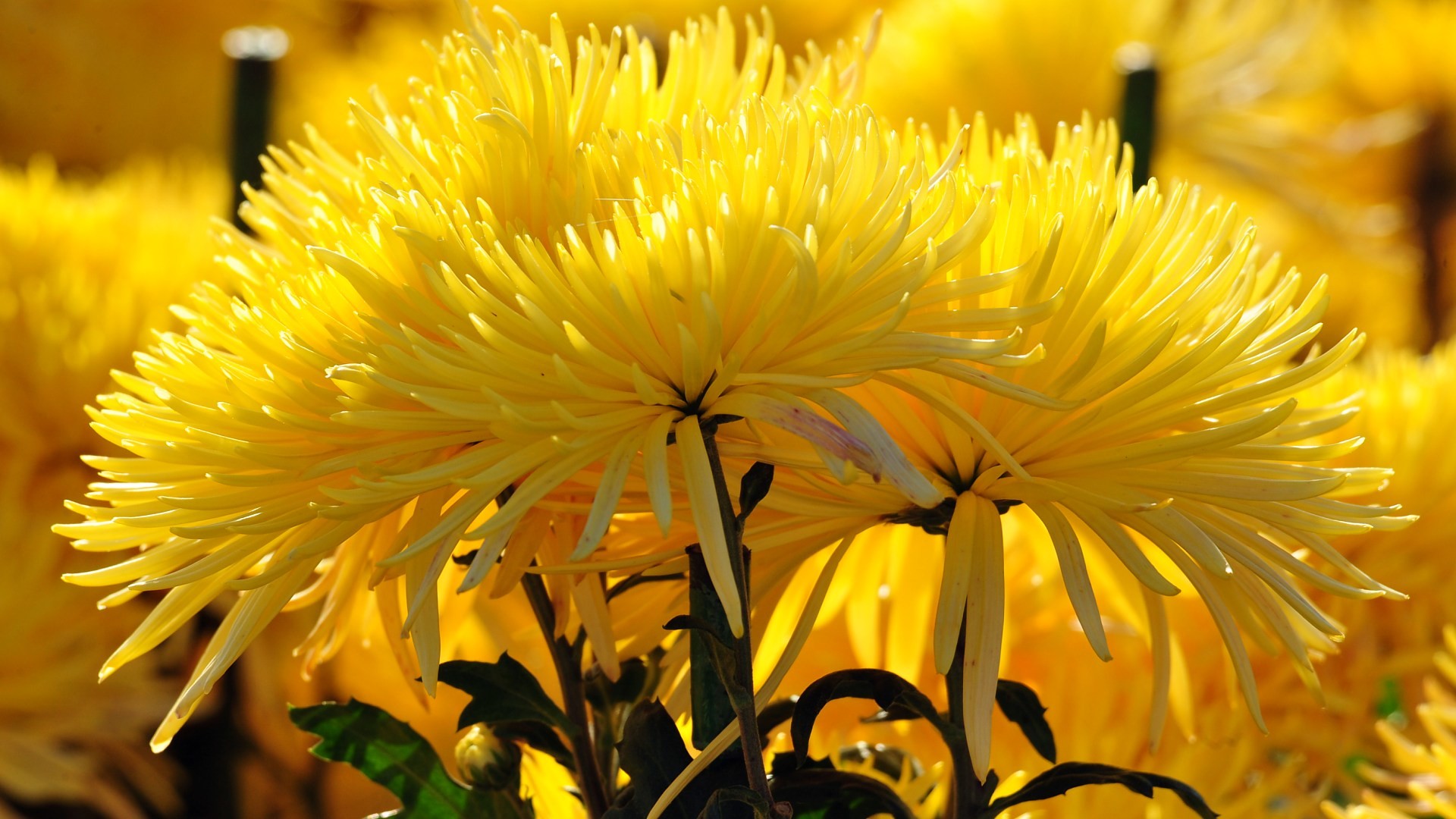 fond d'écran pc hd pleine taille,fleur,pissenlit,jaune,pissenlit,plante