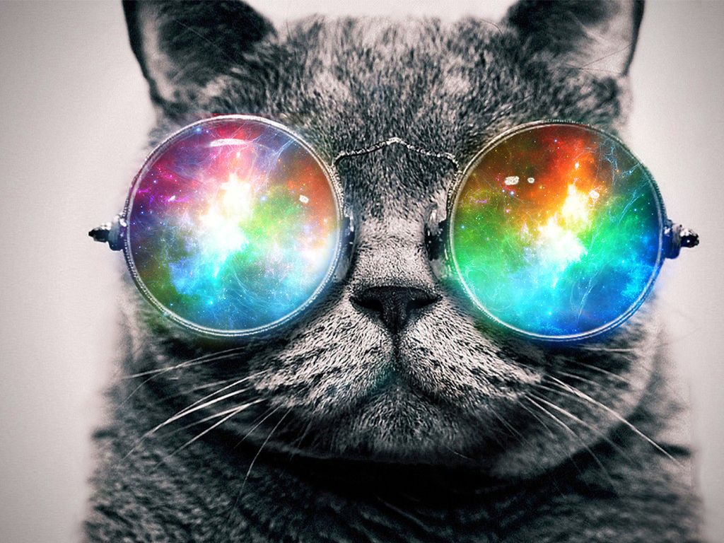 wallpaper loucos,eyewear,glasses,cat,whiskers,sunglasses