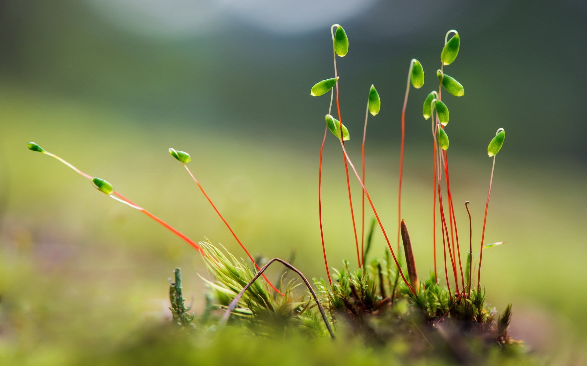 planta fondo de pantalla hd,naturaleza,verde,planta,paisaje natural,césped