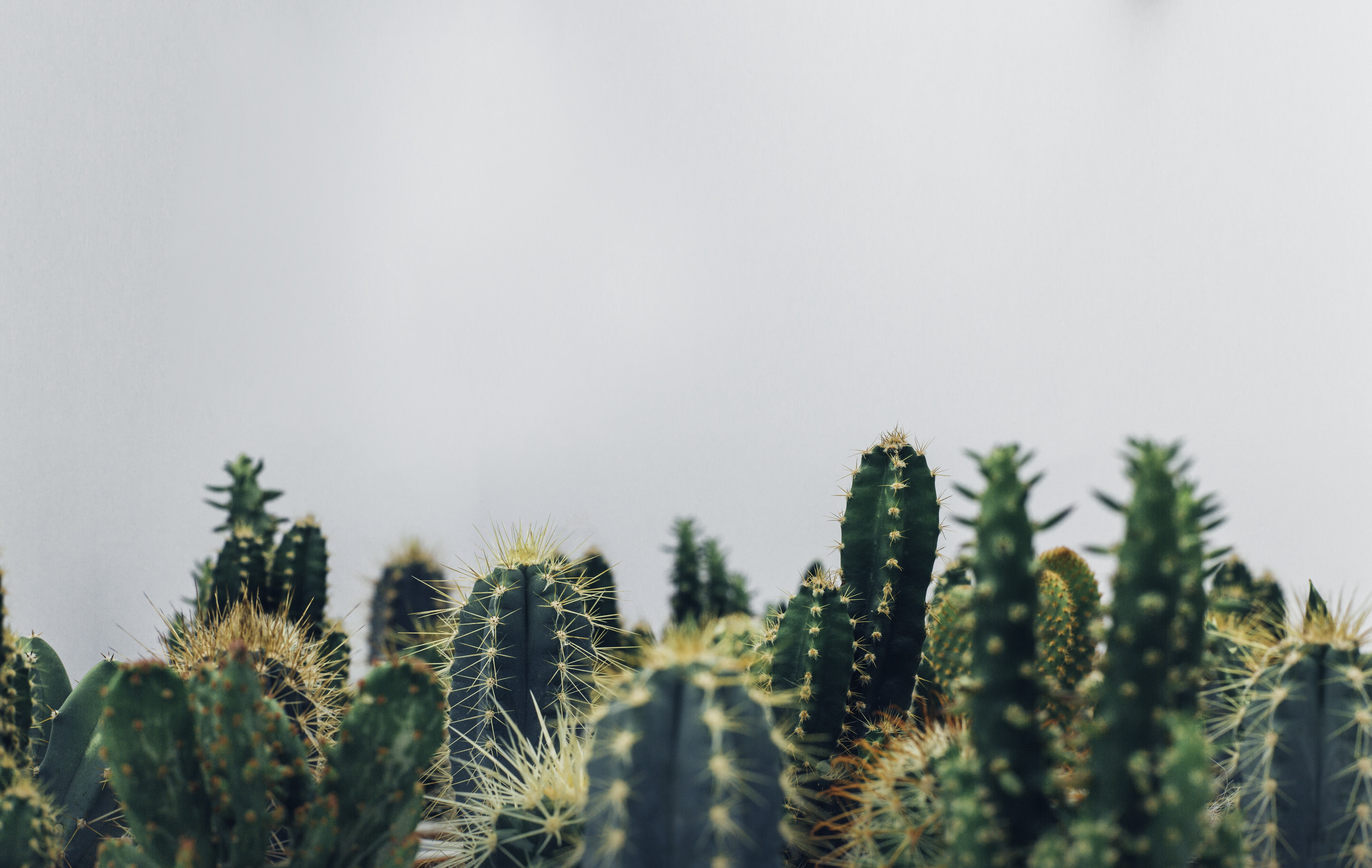 kaktus tapete hd,kaktus,himmel,grün,baum,pflanze