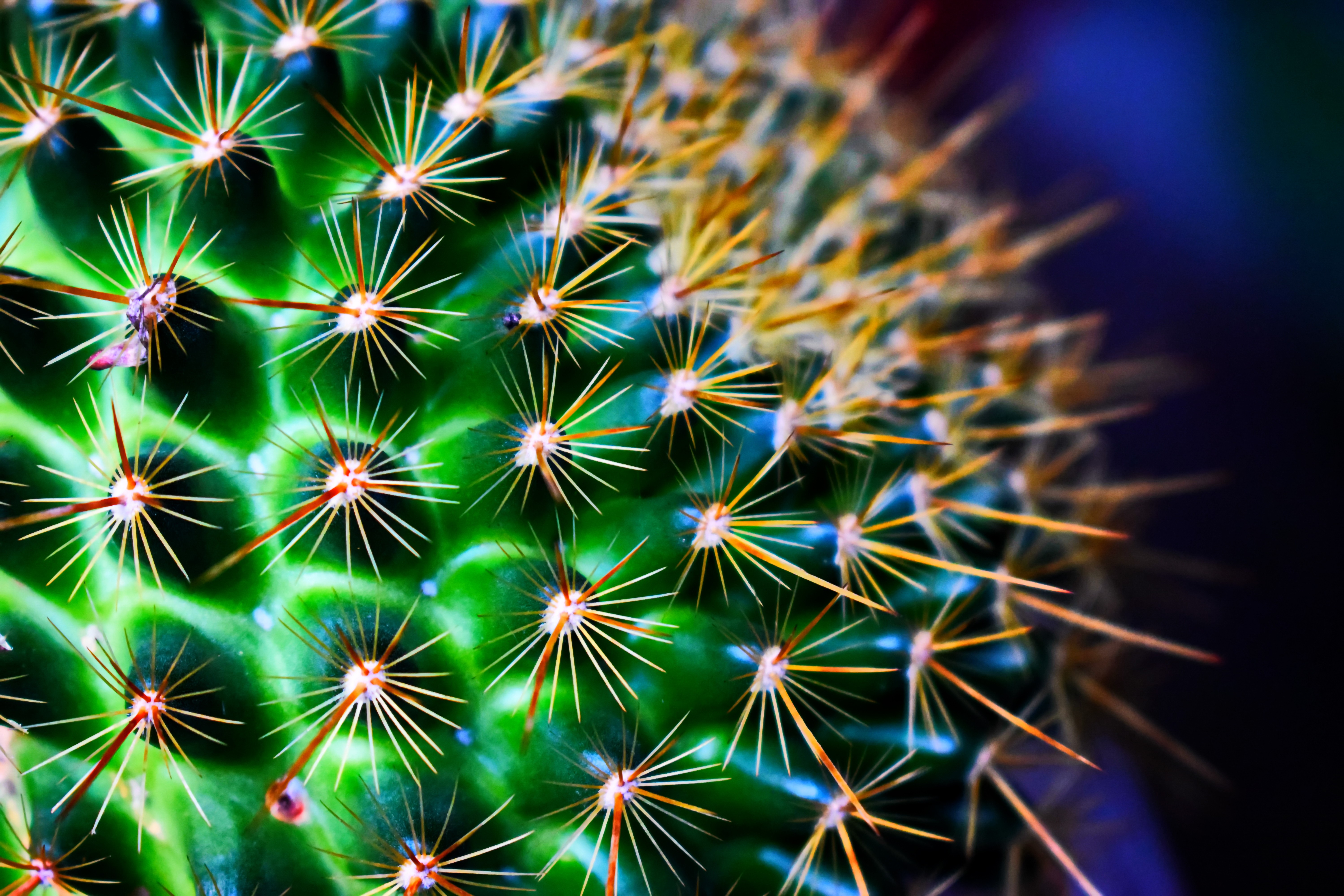 cactus wallpaper hd,cactus,green,thorns, spines, and prickles