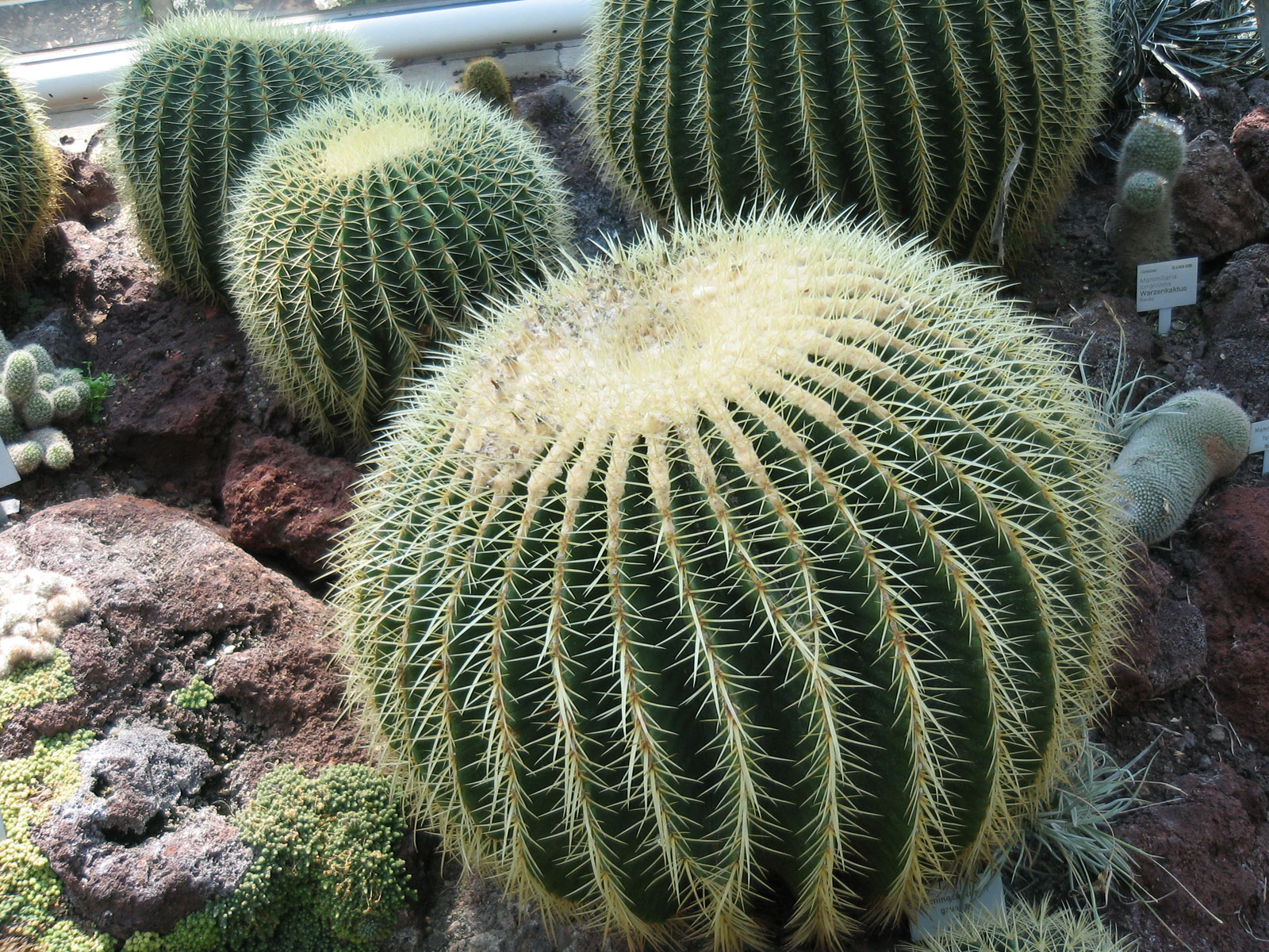 fond d'écran cactus hd,cactus,les épines,plante,jardin botanique,caryophyllales