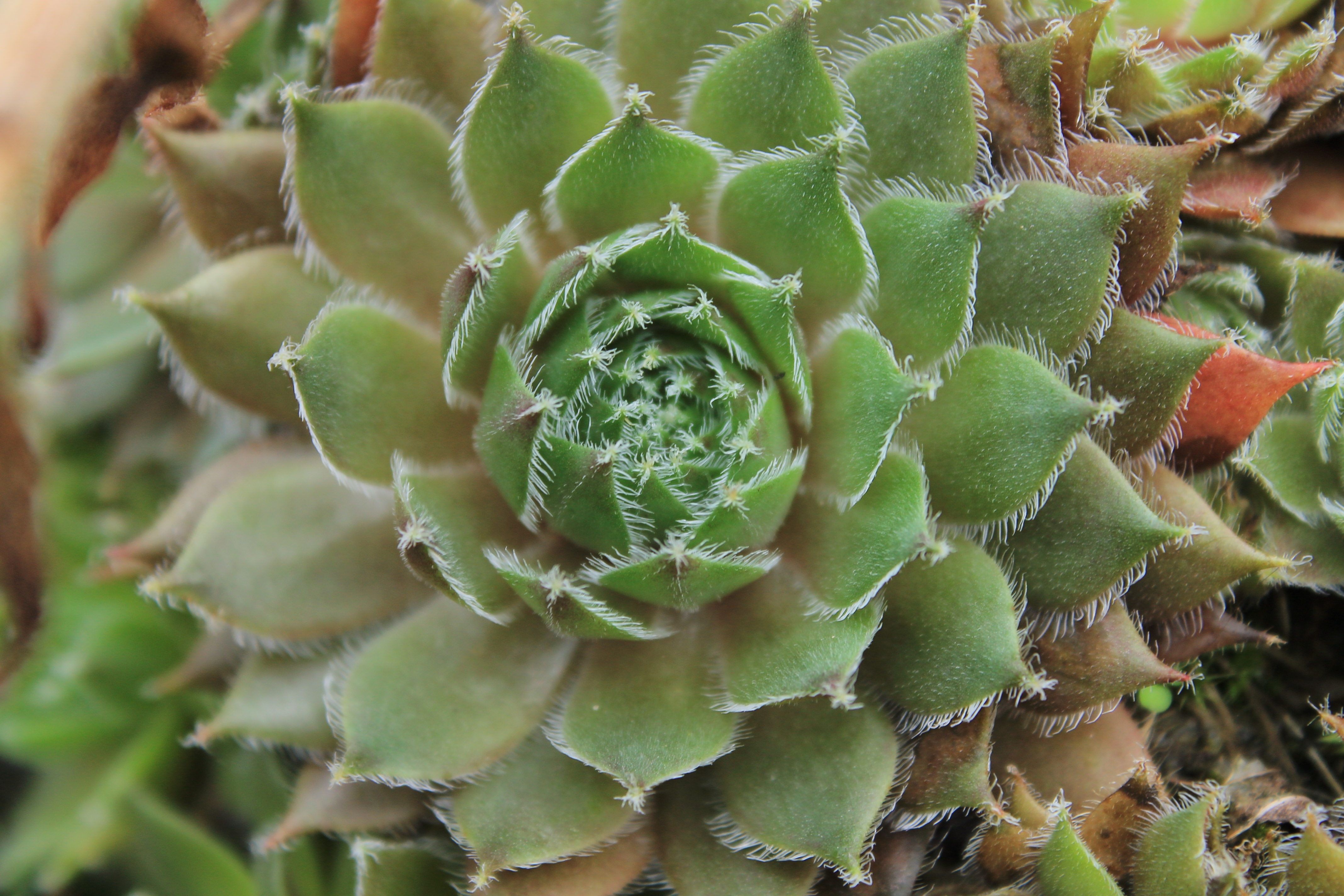fond d'écran cactus hd,fleur,echeveria,plante,famille stonecrop,rose mexicaine blanche