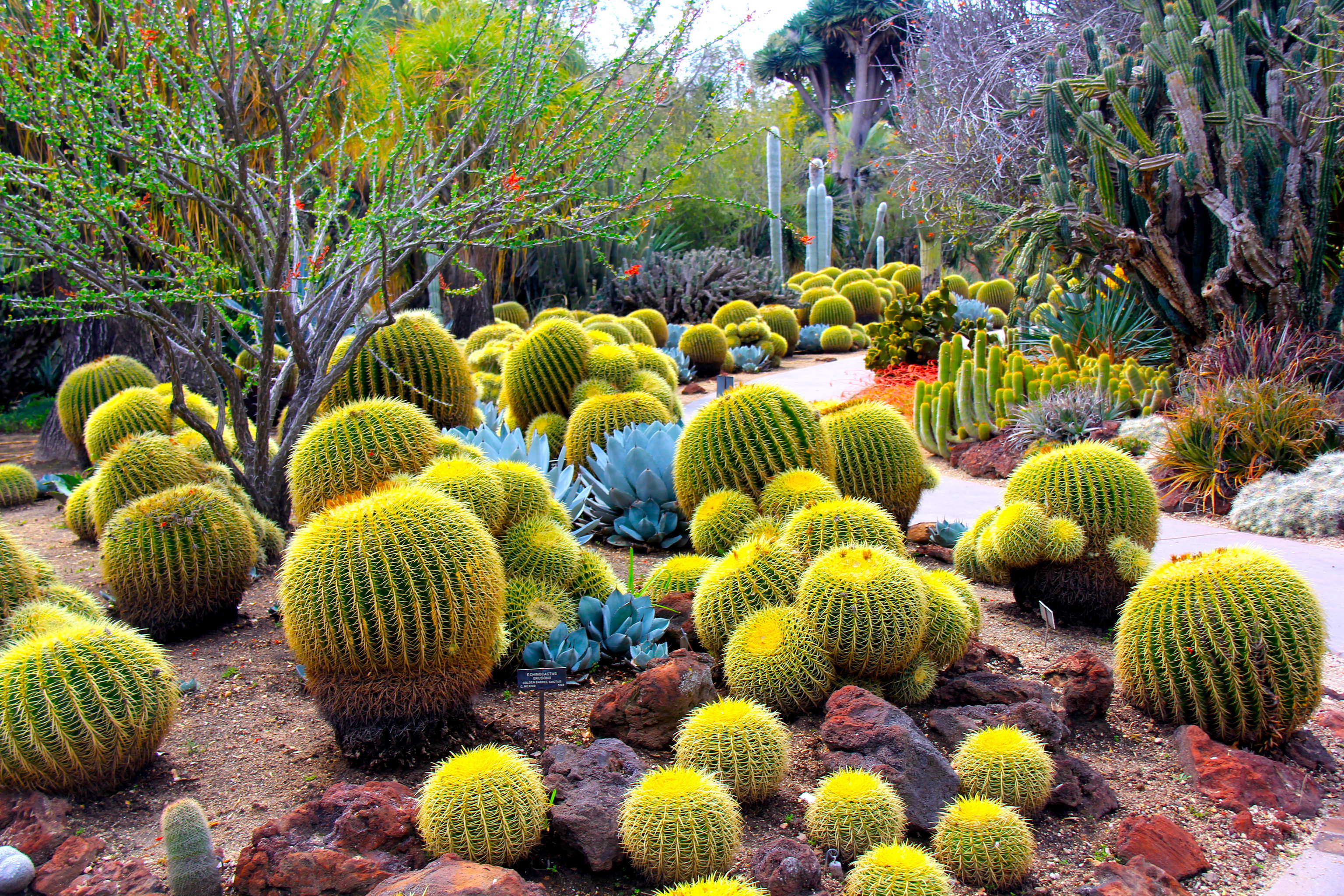 cactus wallpaper hd,cactus,vegetation,botanical garden,plant,garden