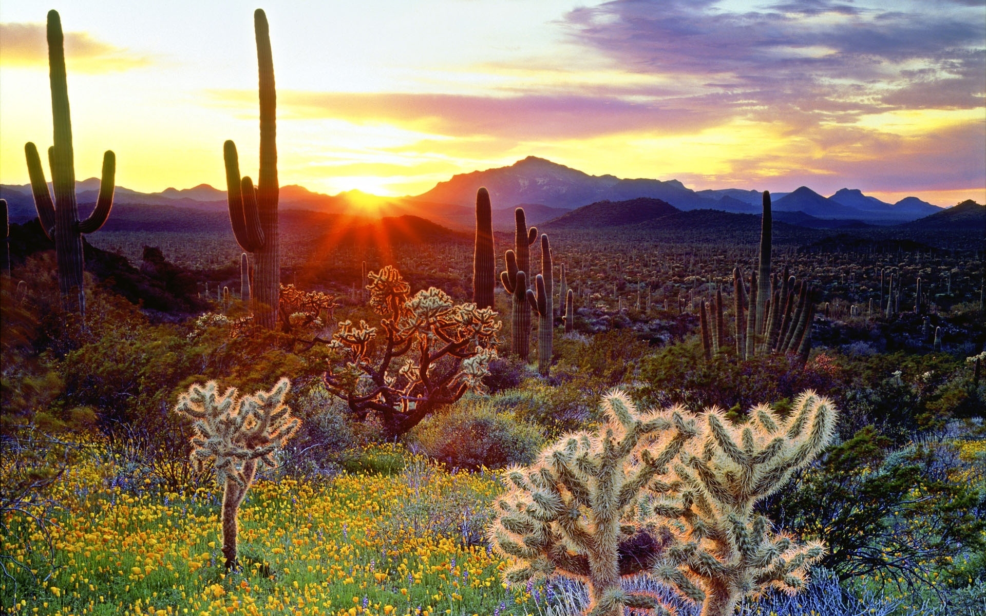 cactus wallpaper hd,natura,saguaro,paesaggio naturale,fiore,cielo