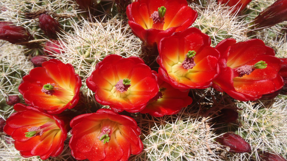 cactus wallpaper hd,plant,cactus,flower,red,flowering plant (#551228