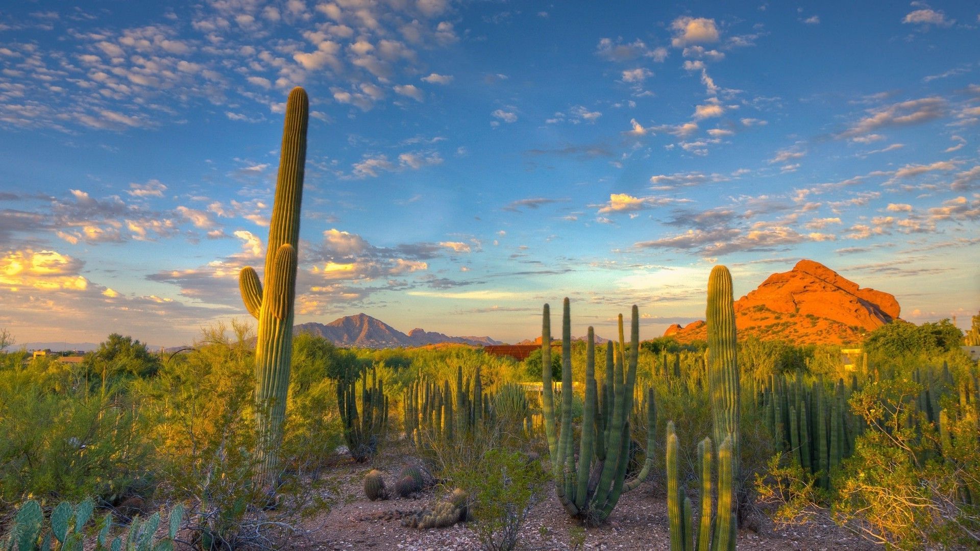 fond d'écran cactus hd,saguaro,la nature,ciel,fleur,paysage