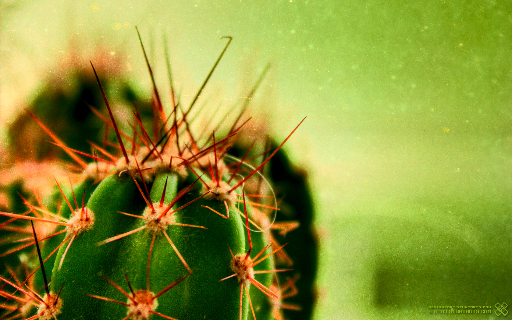 cactus wallpaper hd,cactus,thorns, spines, and prickles,green