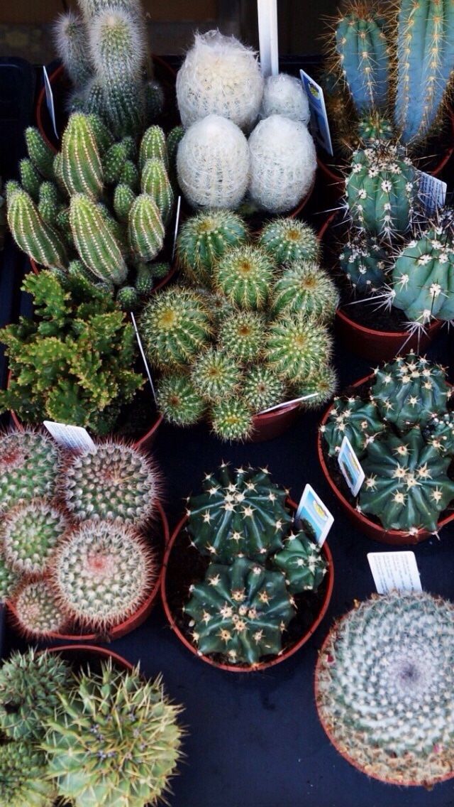 kaktus wallpaper,cactus,terrestrial plant,plant,flower,houseplant