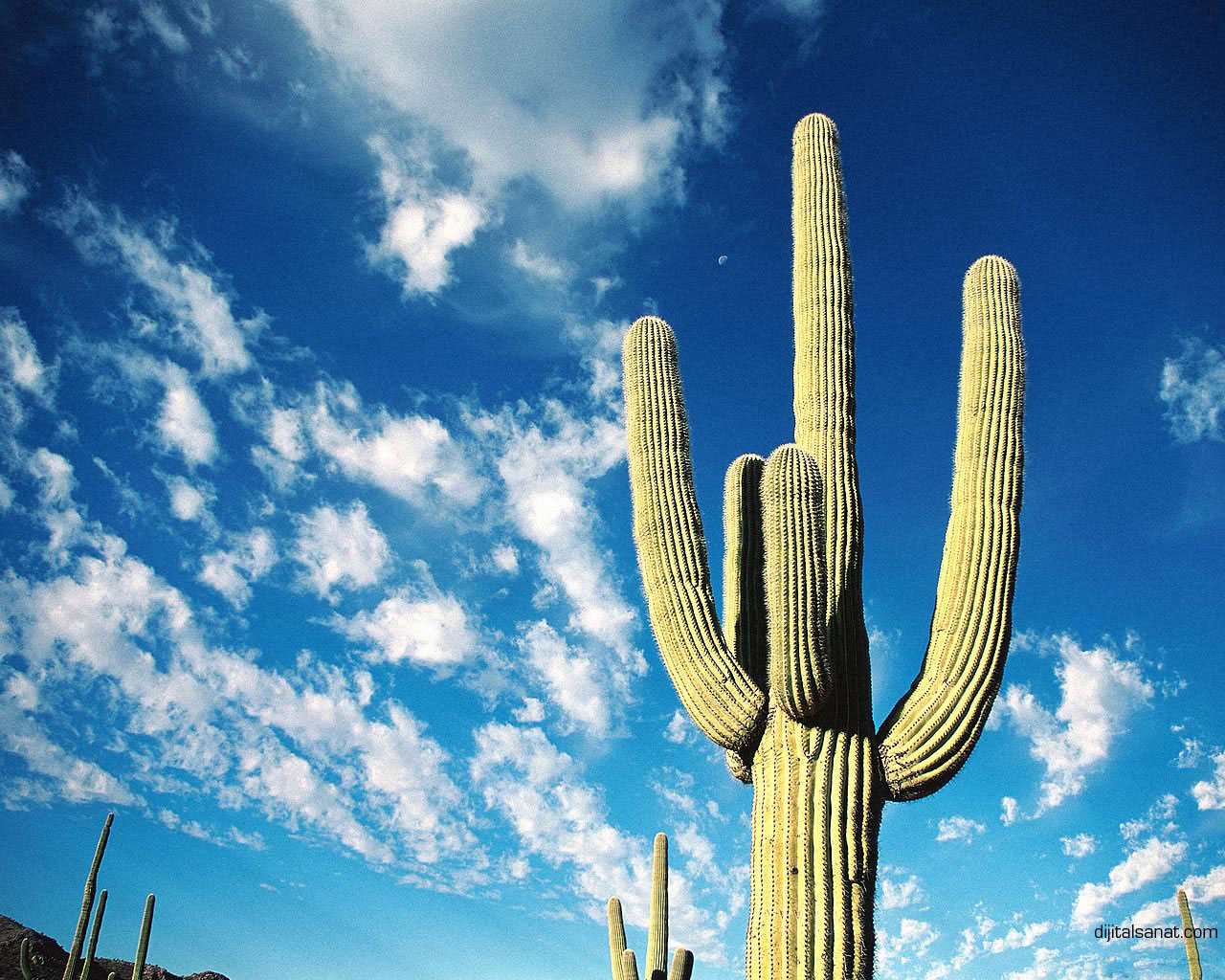 carta da parati kaktus,saguaro,cielo,cactus,blu,giorno