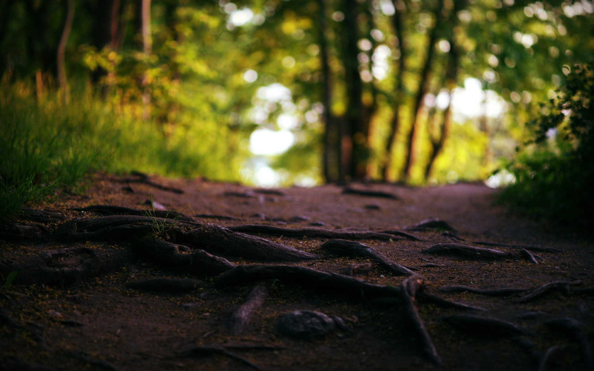 root wallpaper,nature,tree,natural landscape,natural environment,green